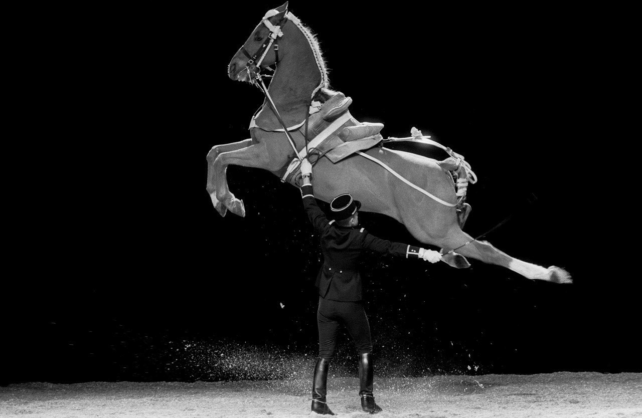 People 1280x834 horse France animals monochrome jumping mammals