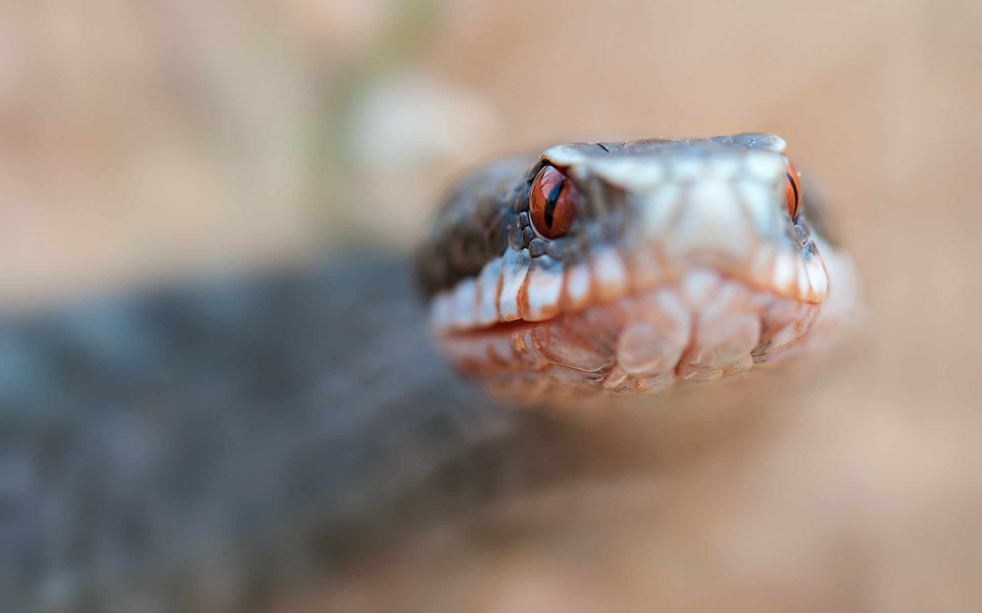 General 1920x1200 animals depth of field reptiles snake closeup