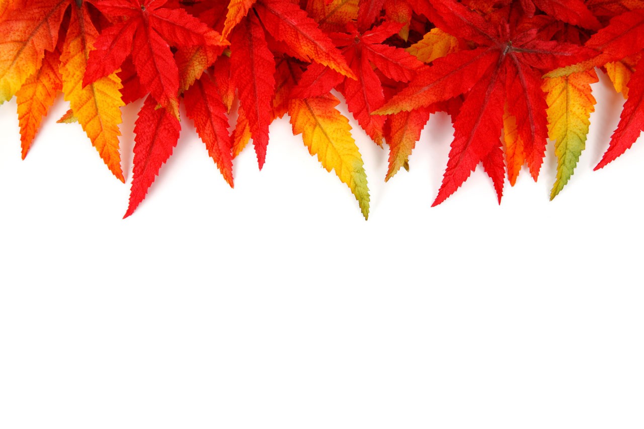 General 1280x853 leaves plants red white white background fall