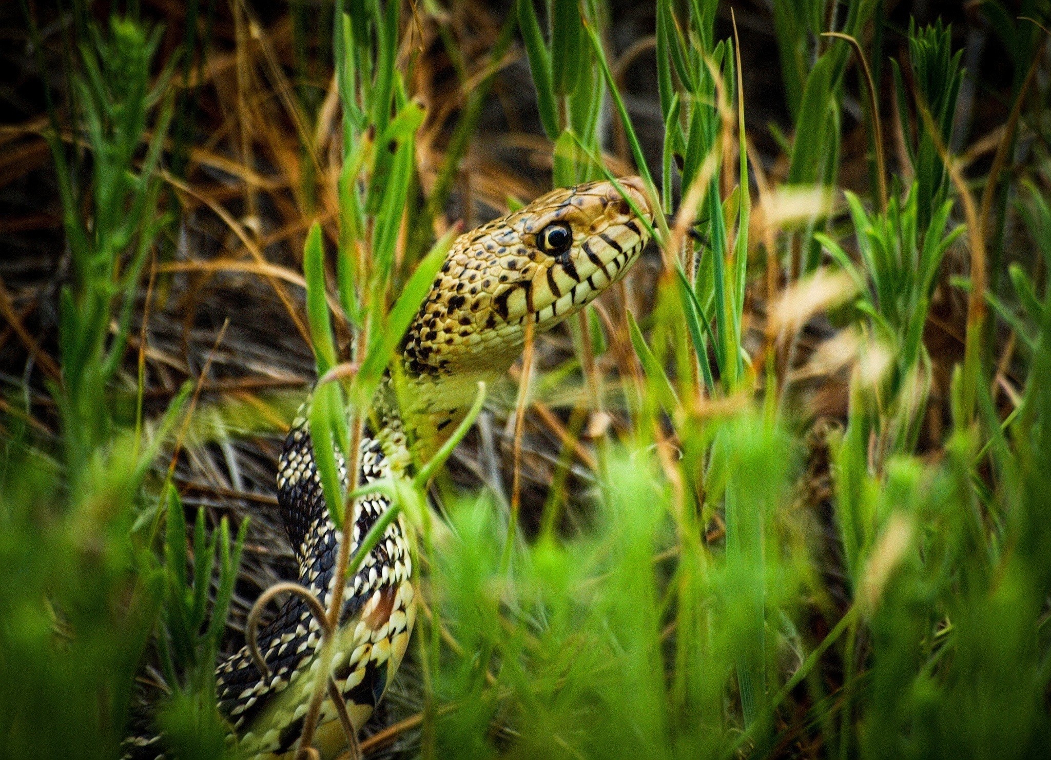 General 2048x1482 grass snake reptiles animals camouflage macro closeup