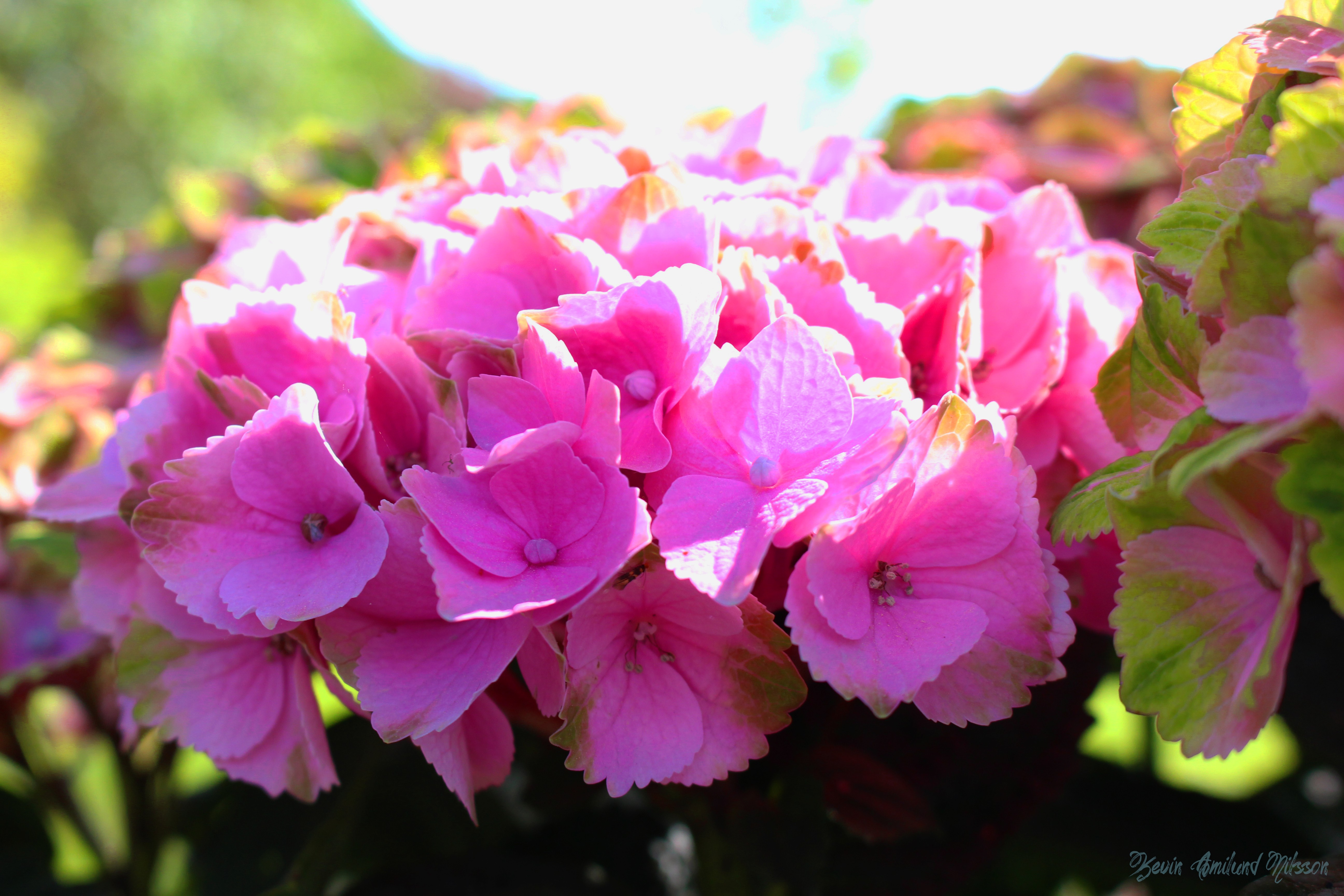 General 5184x3456 flowers colorful summer watermarked plants pink flowers closeup macro