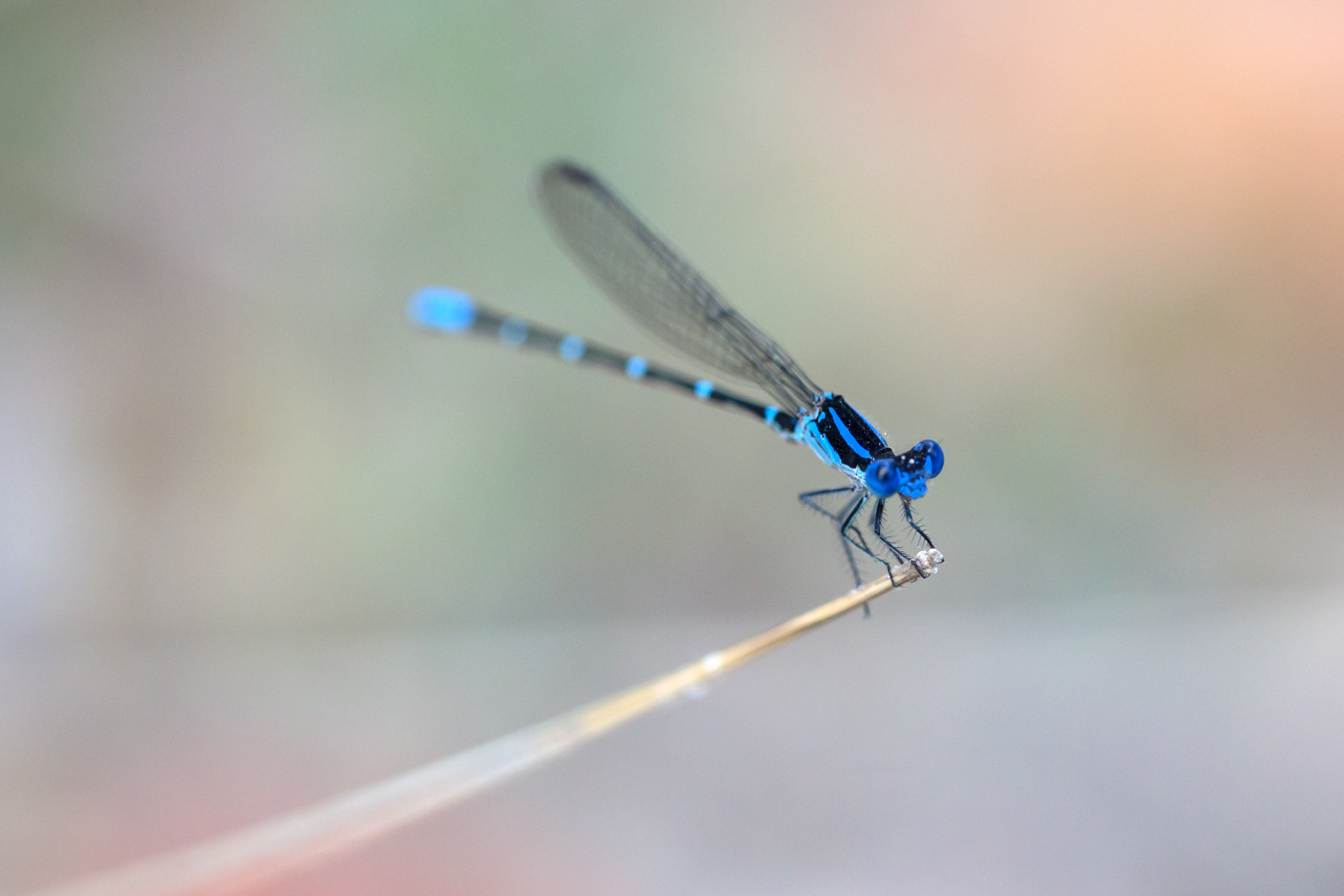 General 2961x1974 macro insect animals dragonflies blue
