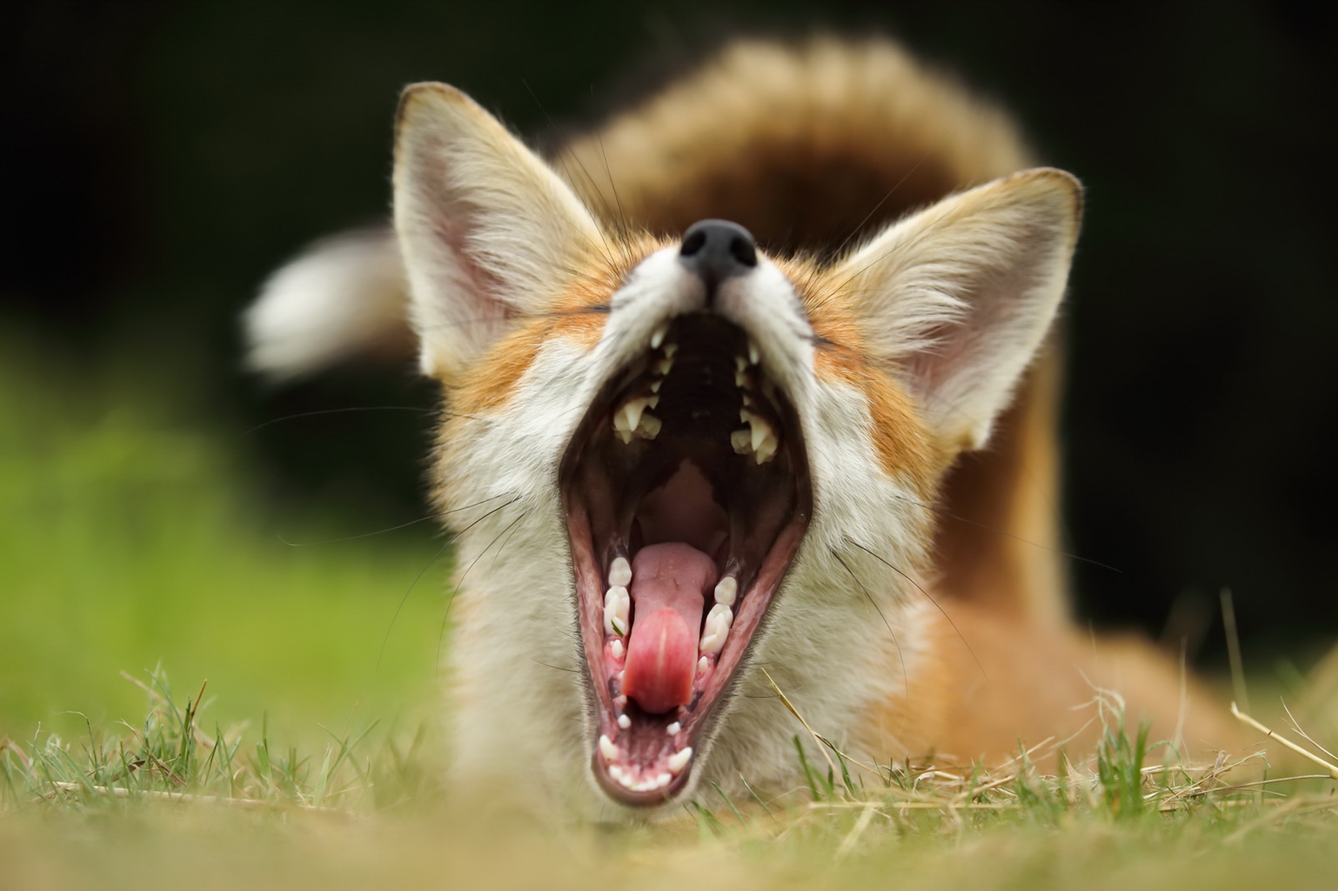 General 1920x1279 animals nature fox frontal view