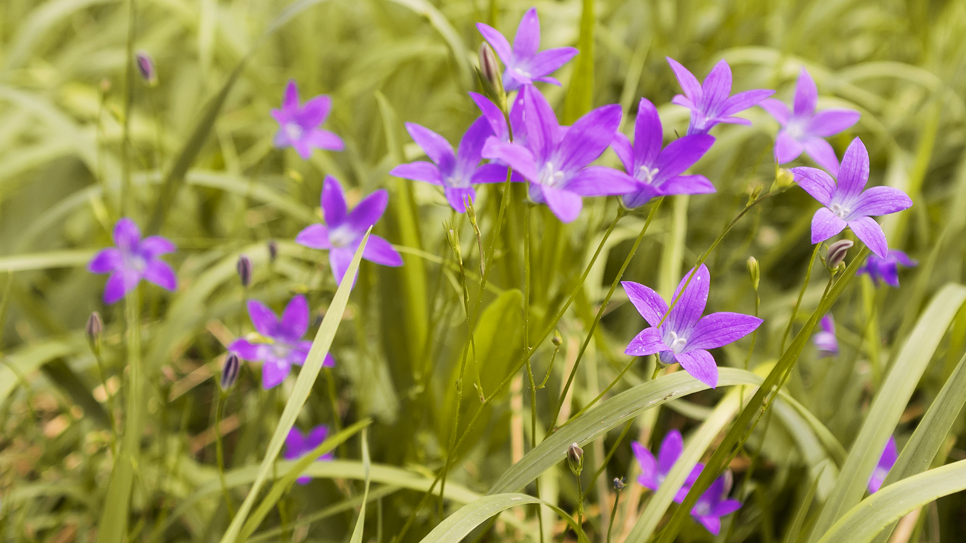 General 1920x1080 grass flowers purple