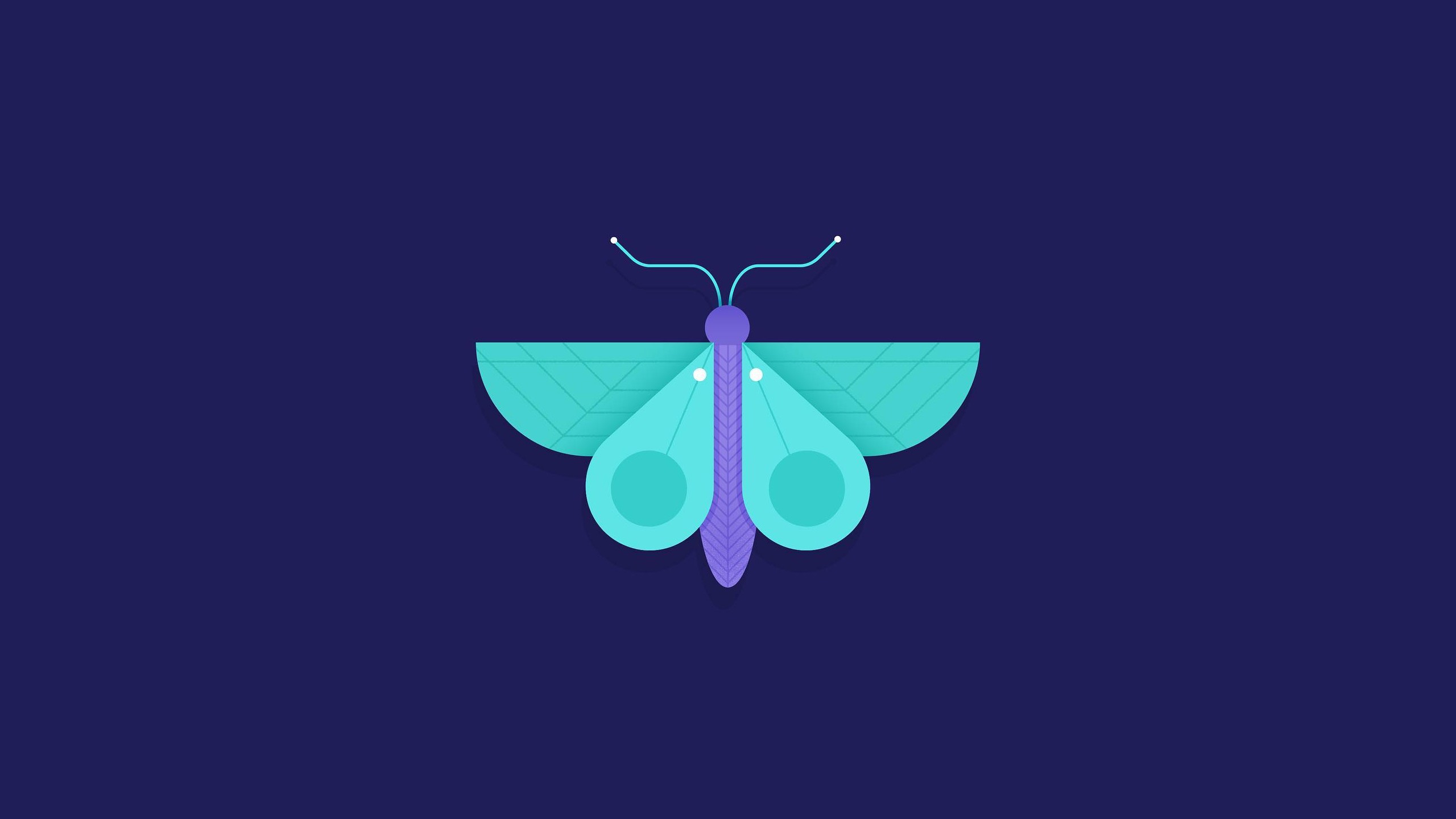 General 2560x1440 butterfly geometry blue background cyan blue purple simple background digital art