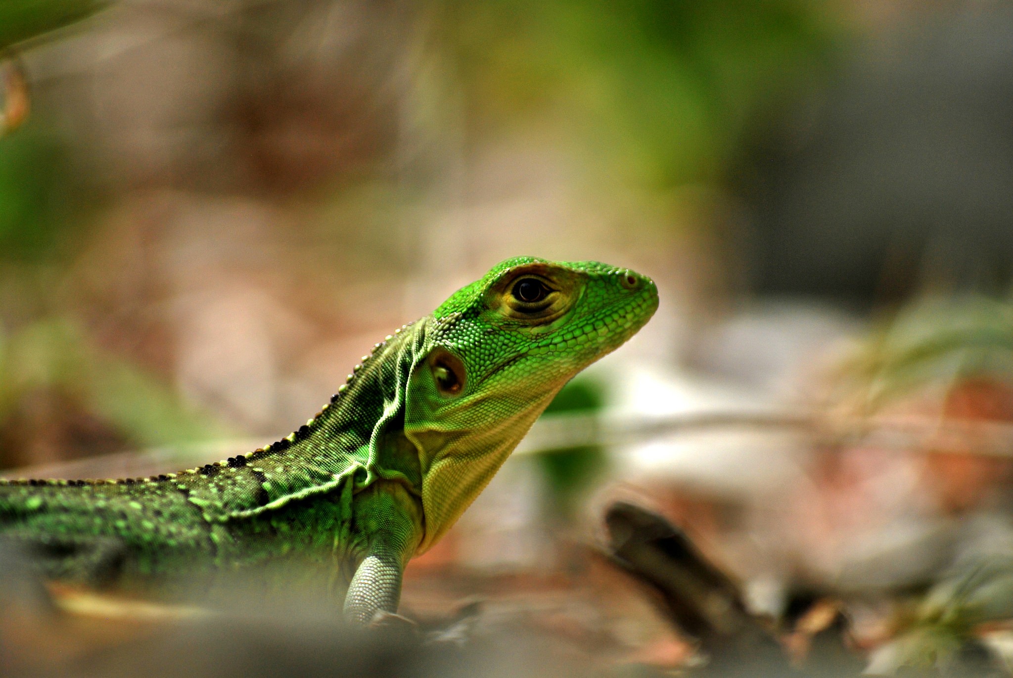 General 2048x1371 photography nature macro depth of field lizards bokeh leaves reptiles animals green skin