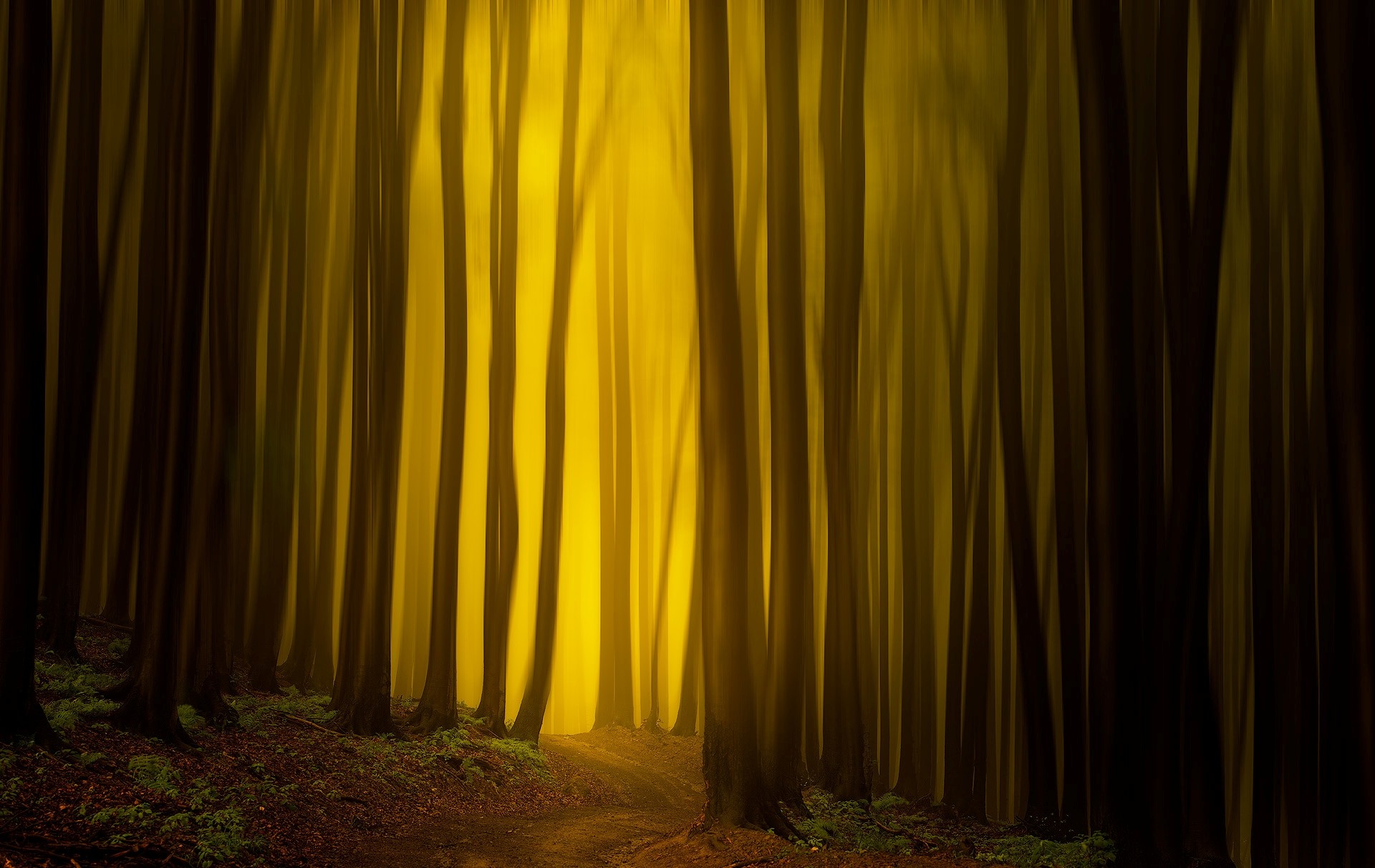 General 1920x1213 forest trees nature photo manipulation plants sunlight