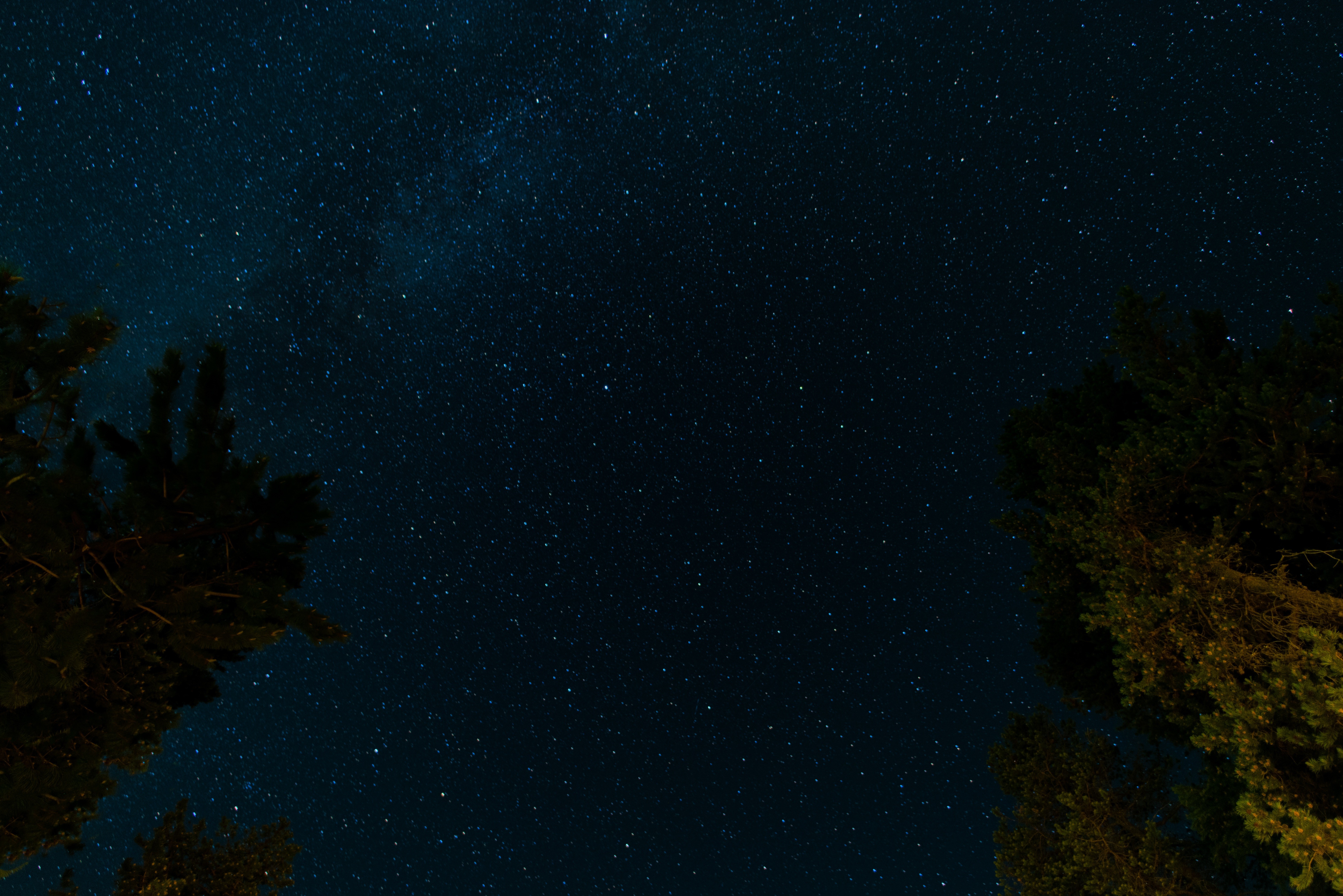 General 6016x4016 nature trees space stars sky looking up worm's eye view night sky