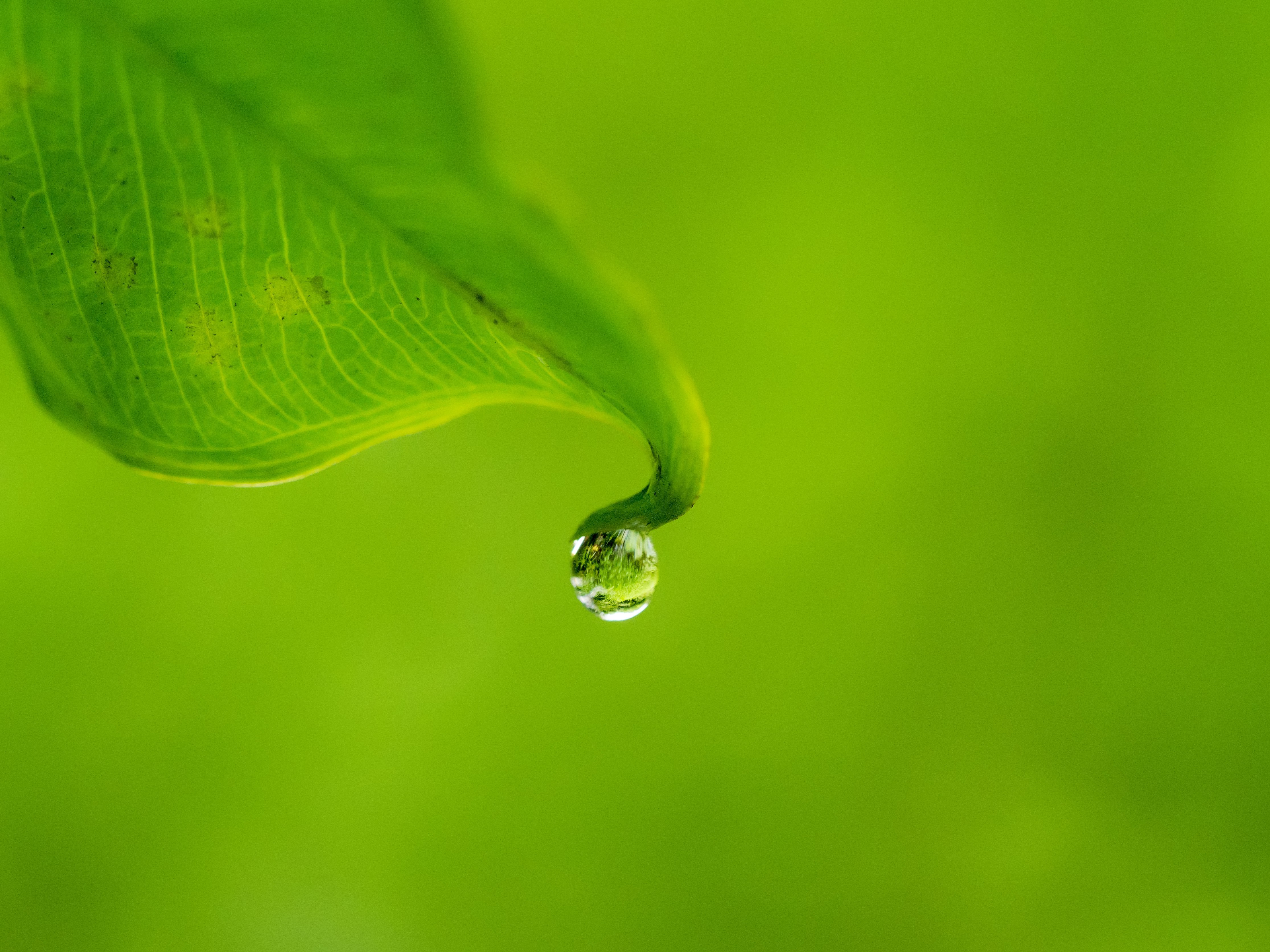 General 4462x3347 water drops leaves green simple background plants