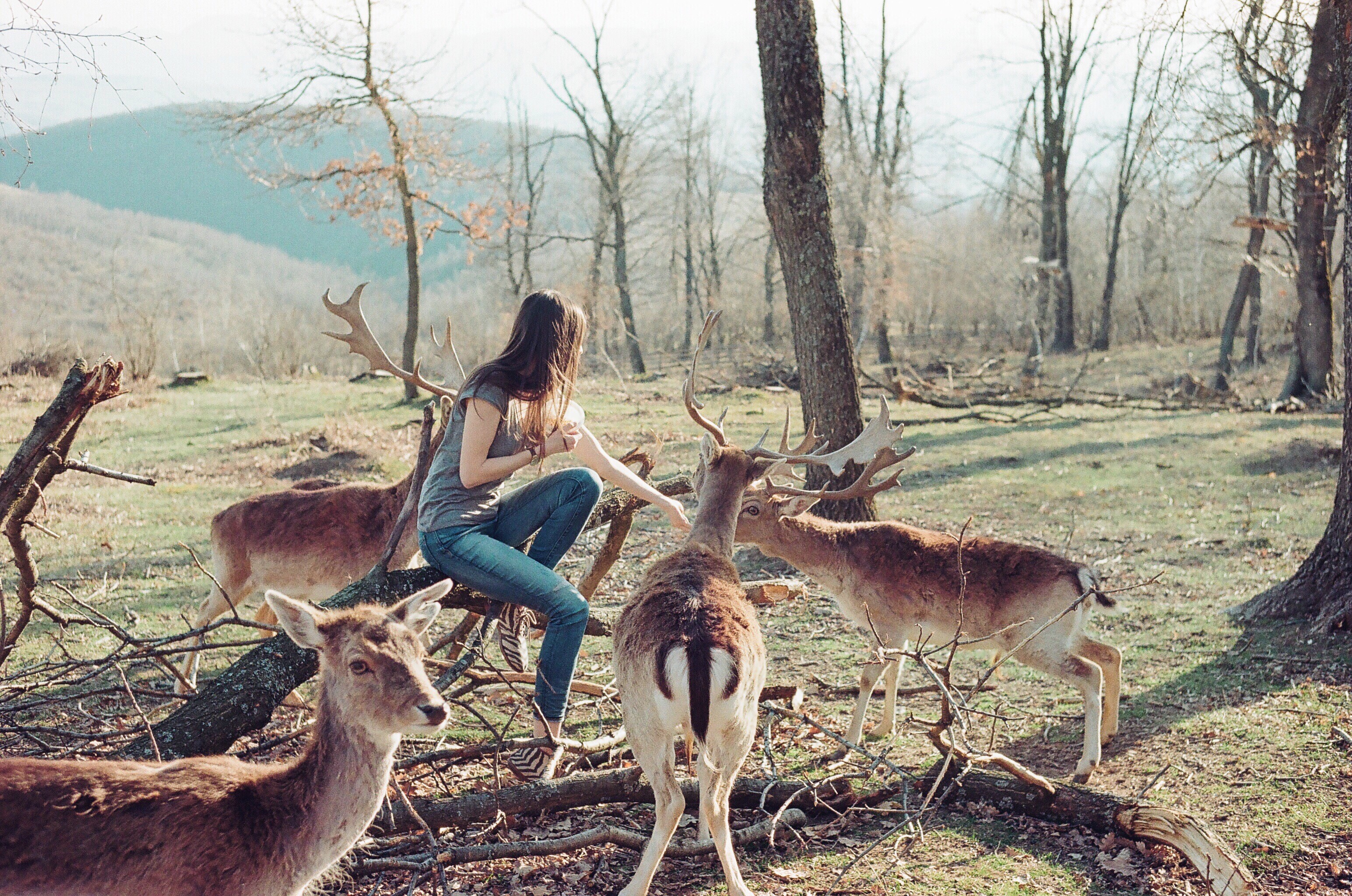 People 3089x2048 Stefania Jane women outdoors women forest deer fawns nature animals wood model