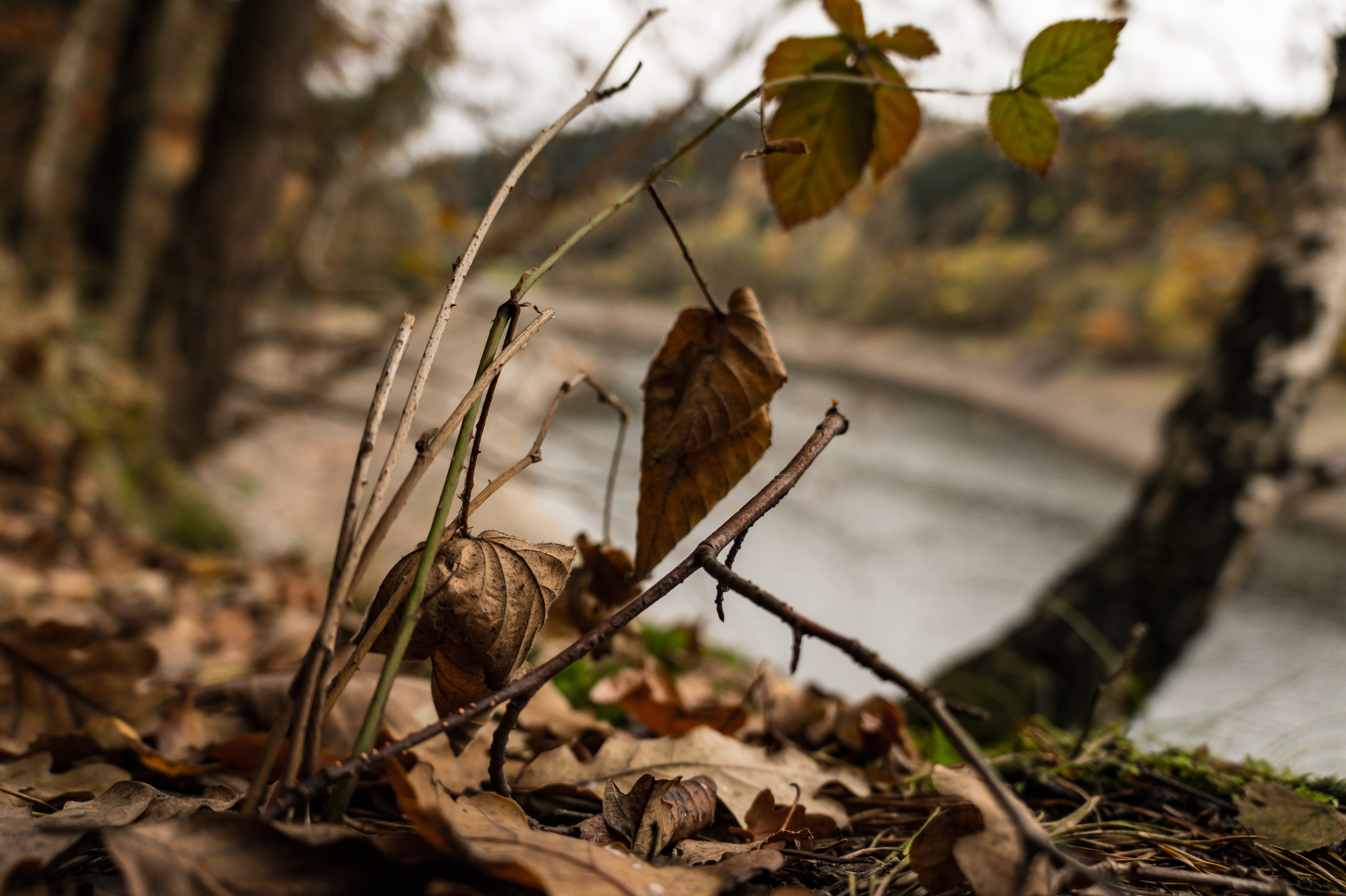 General 5456x3632 plants water leaves depth of field forest fall photoshopped nature oak birch blackberries foliage photography closeup