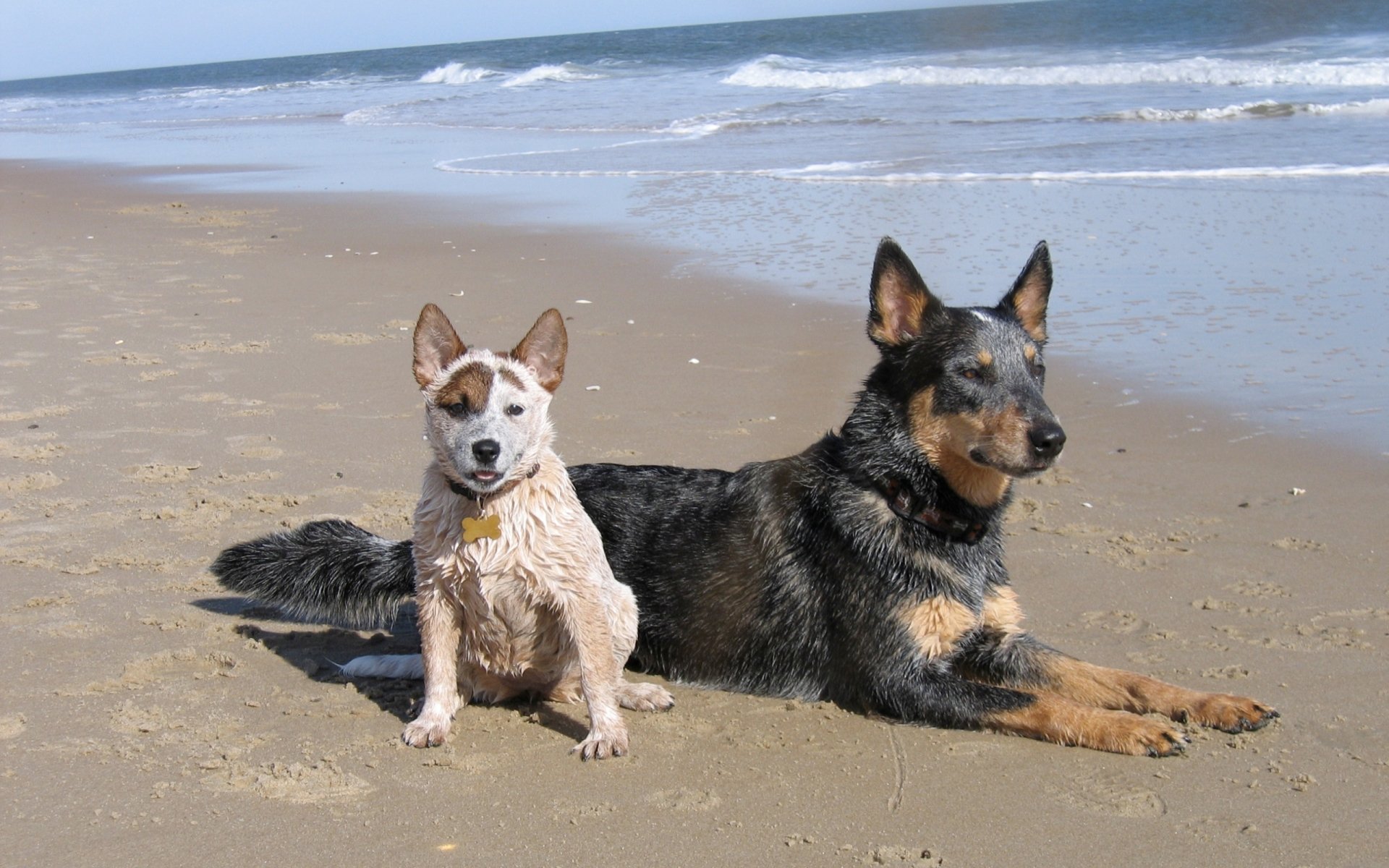 General 1920x1200 dog australian cattle dog beach puppies