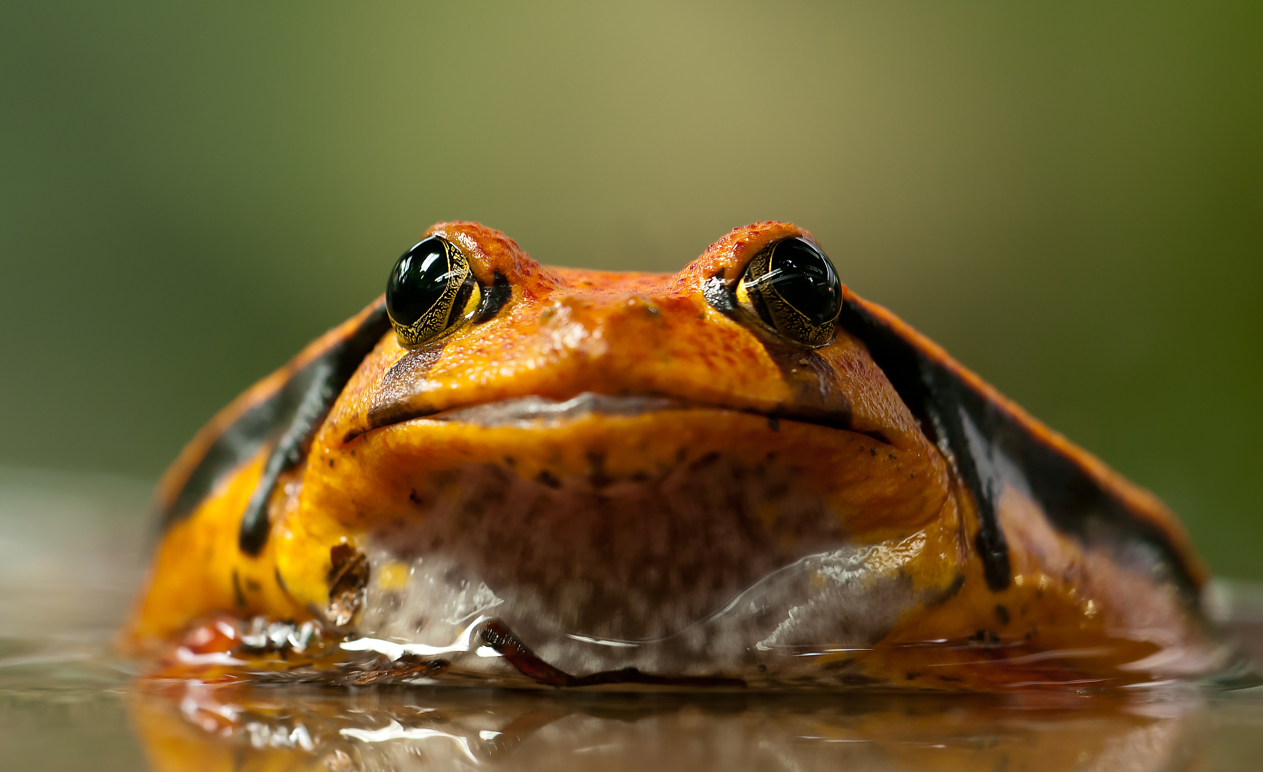 General 4082x2494 animals closeup frog amphibian nature