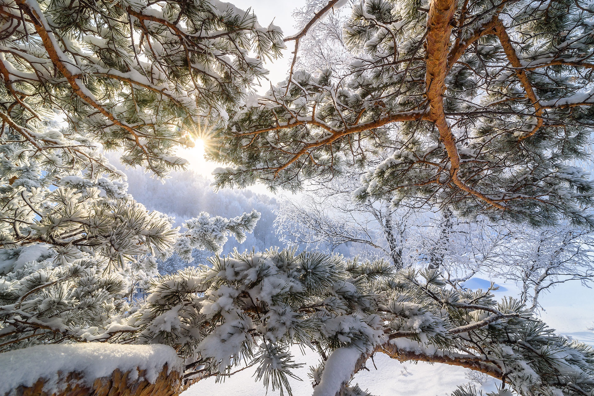 General 1920x1282 worm's eye view trees sky winter nature snow pine trees Sun sunlight frost branch bottom view