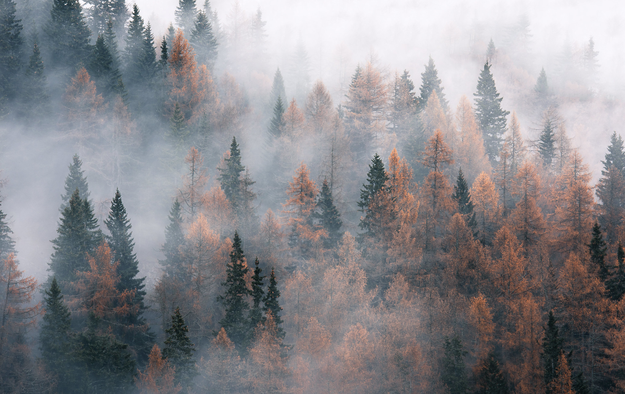 General 2047x1291 forest trees pine trees fall mist nature