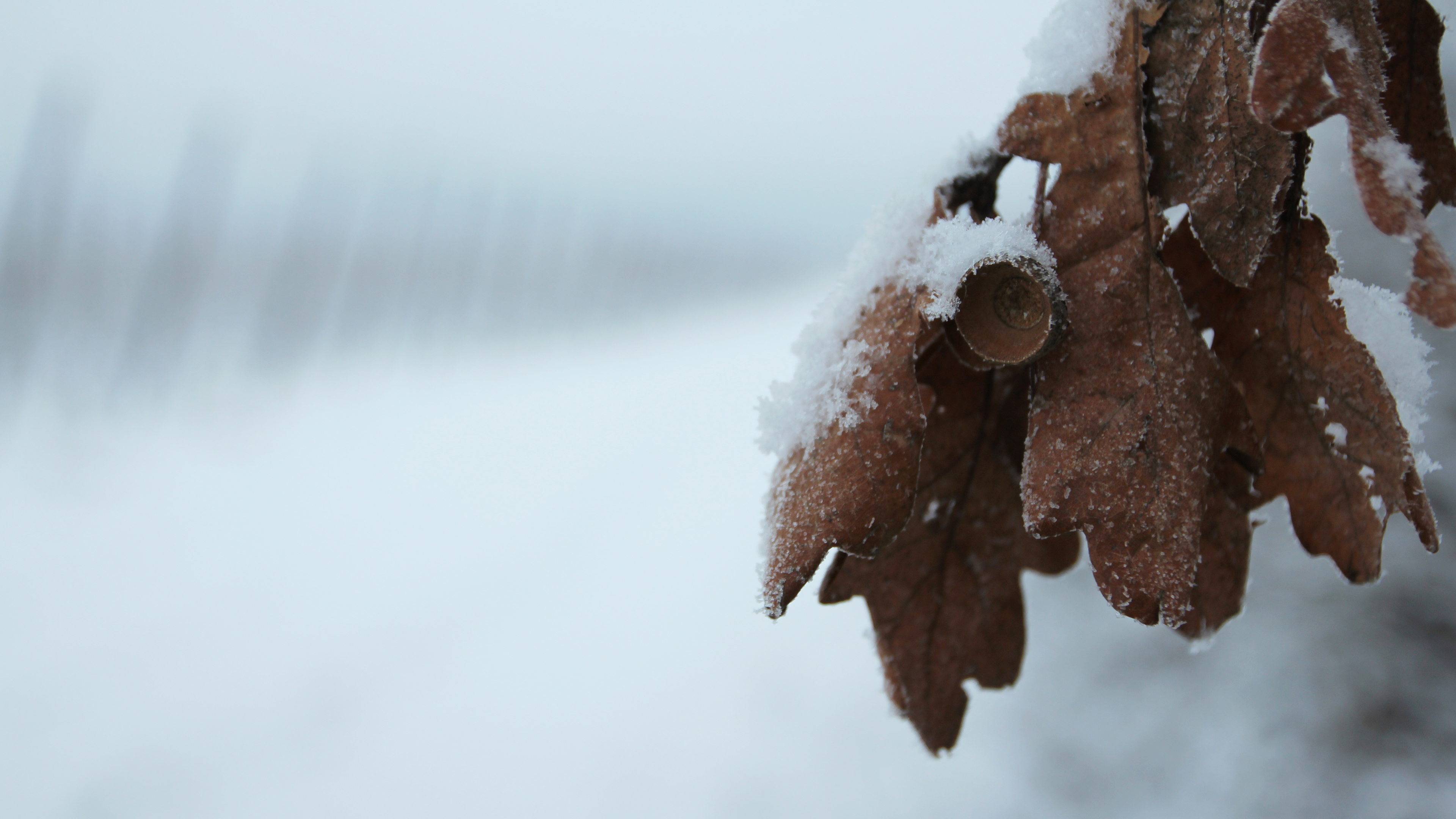 General 3840x2160 cold nature leaves white snow