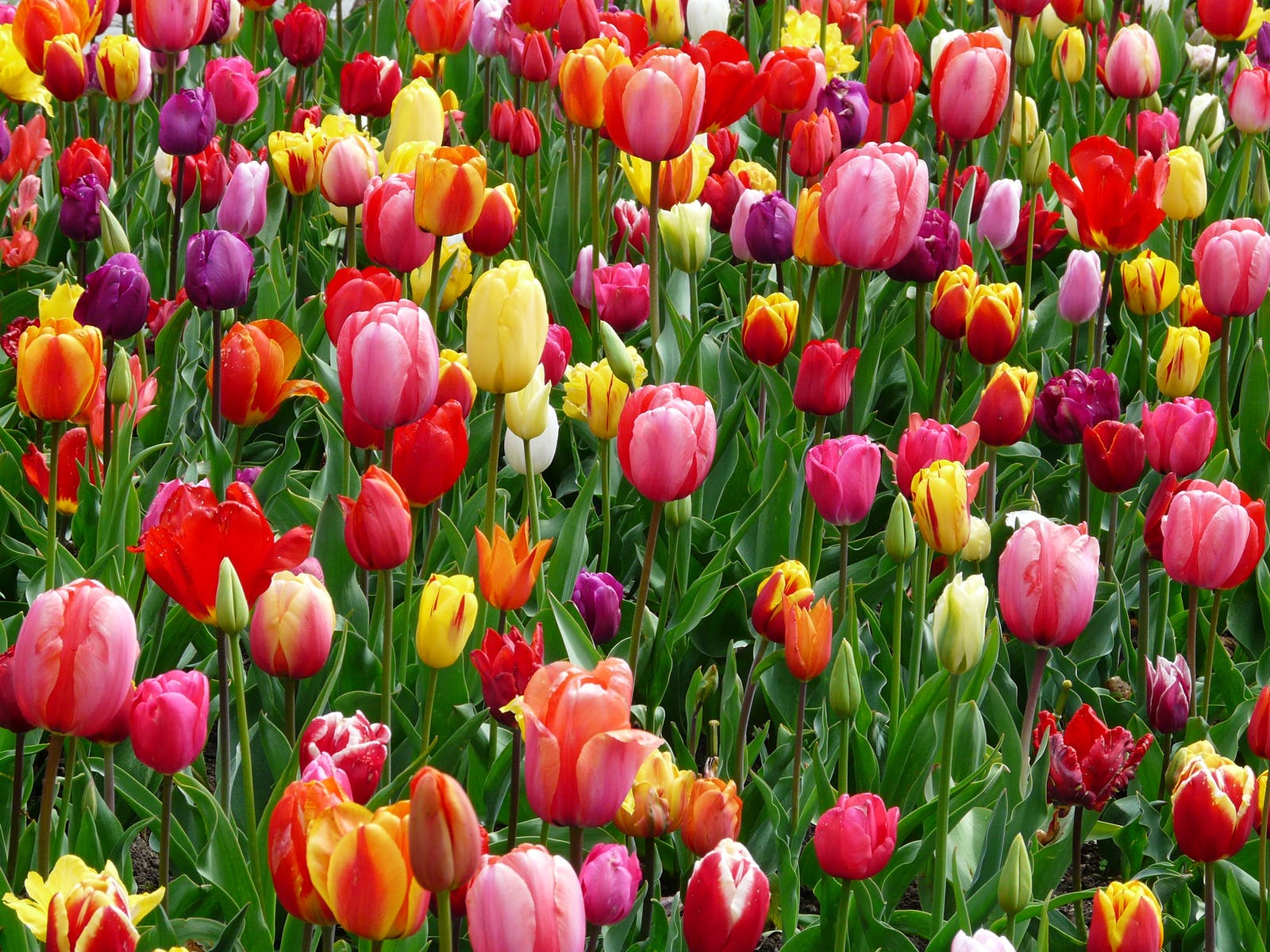 General 1600x1200 flowers garden colorful tulips plants