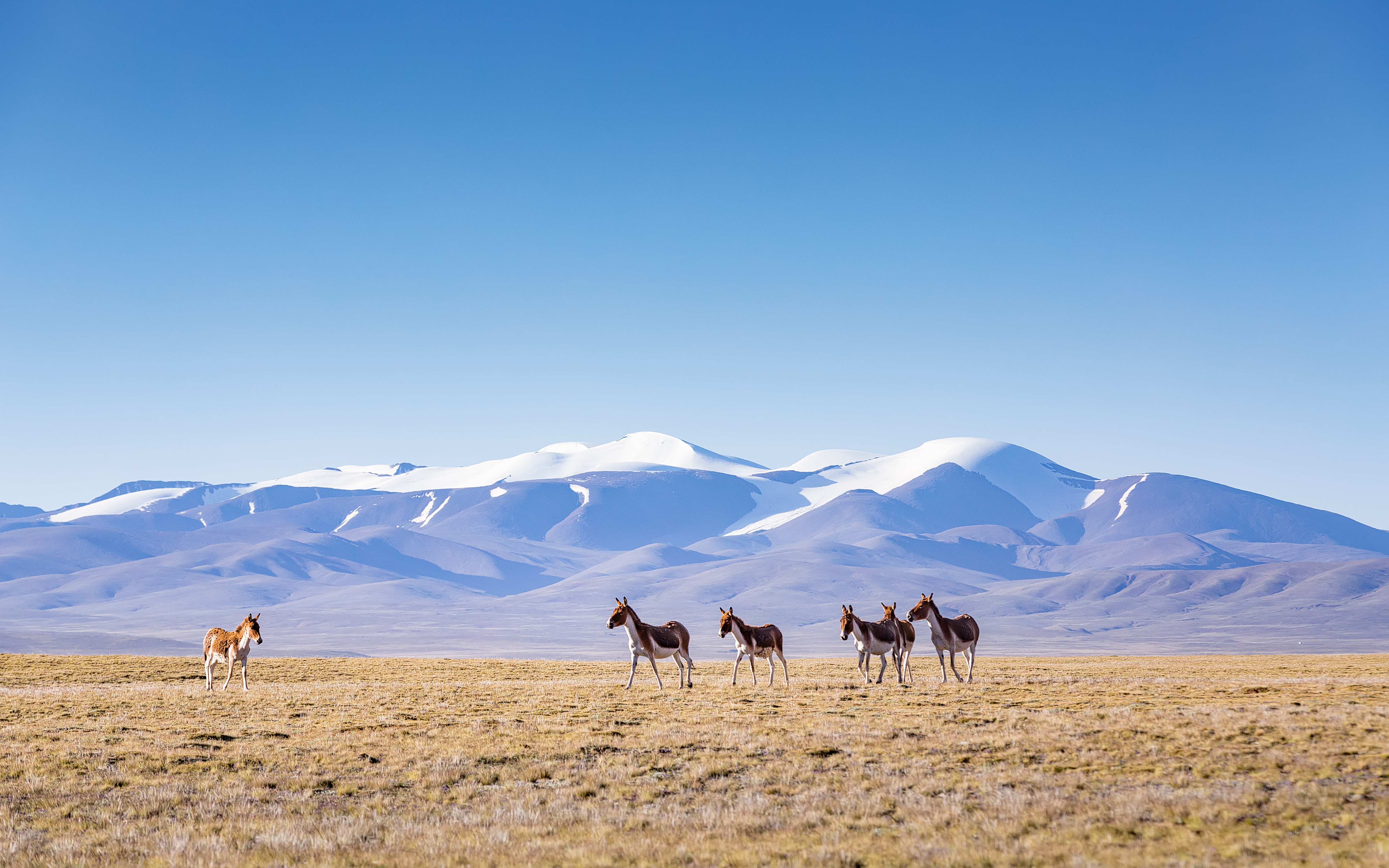 General 5120x3200 nature Mongolia landscape animals mammals mountains