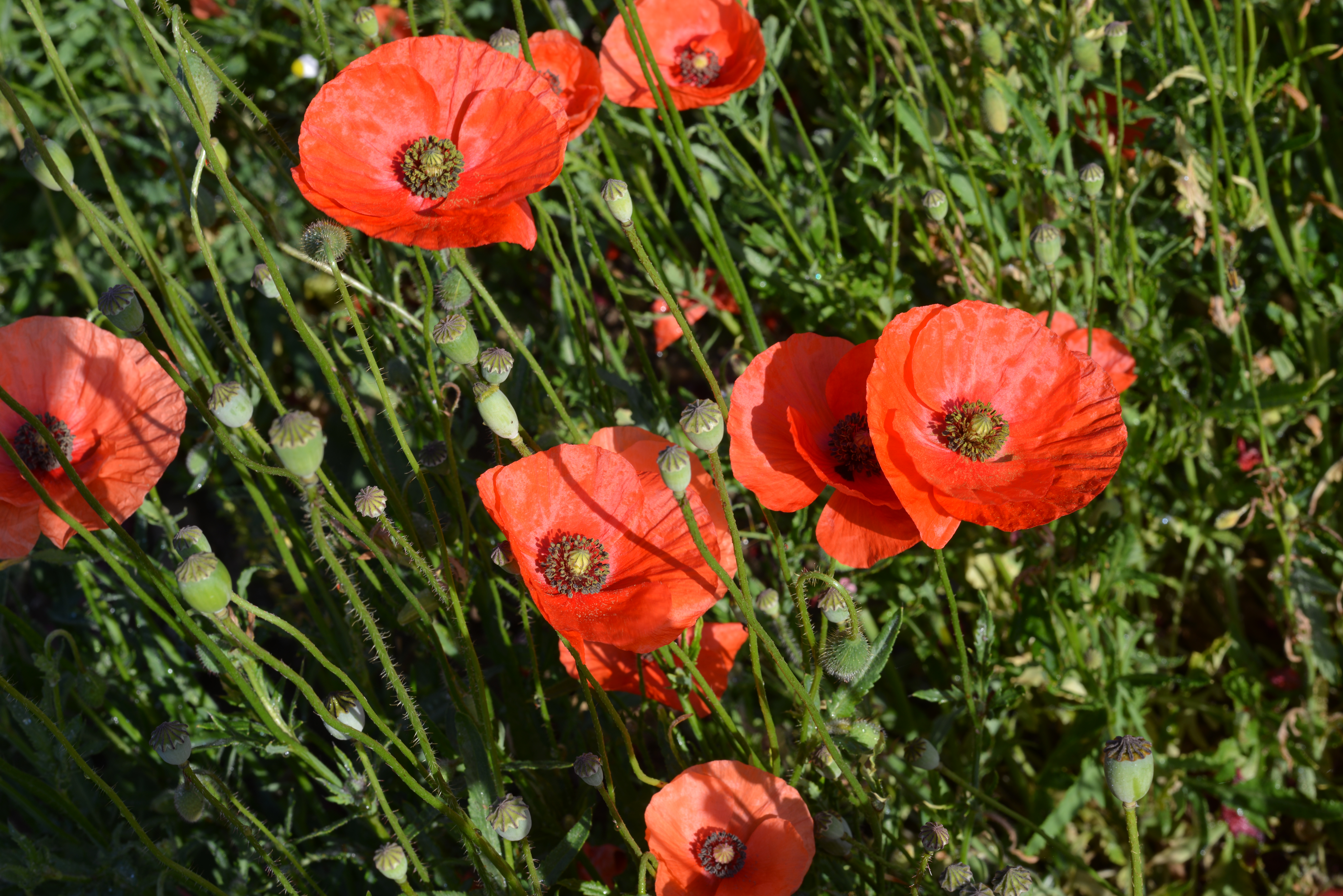General 7360x4912 Klatschmohn flowers Papaver rhoeas corn rose red flowers poppies plants