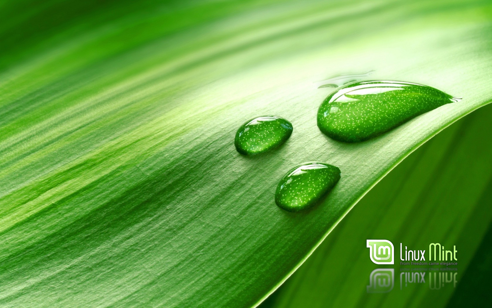 General 1680x1050 Linux Linux Mint typography water drops nature plants leaves