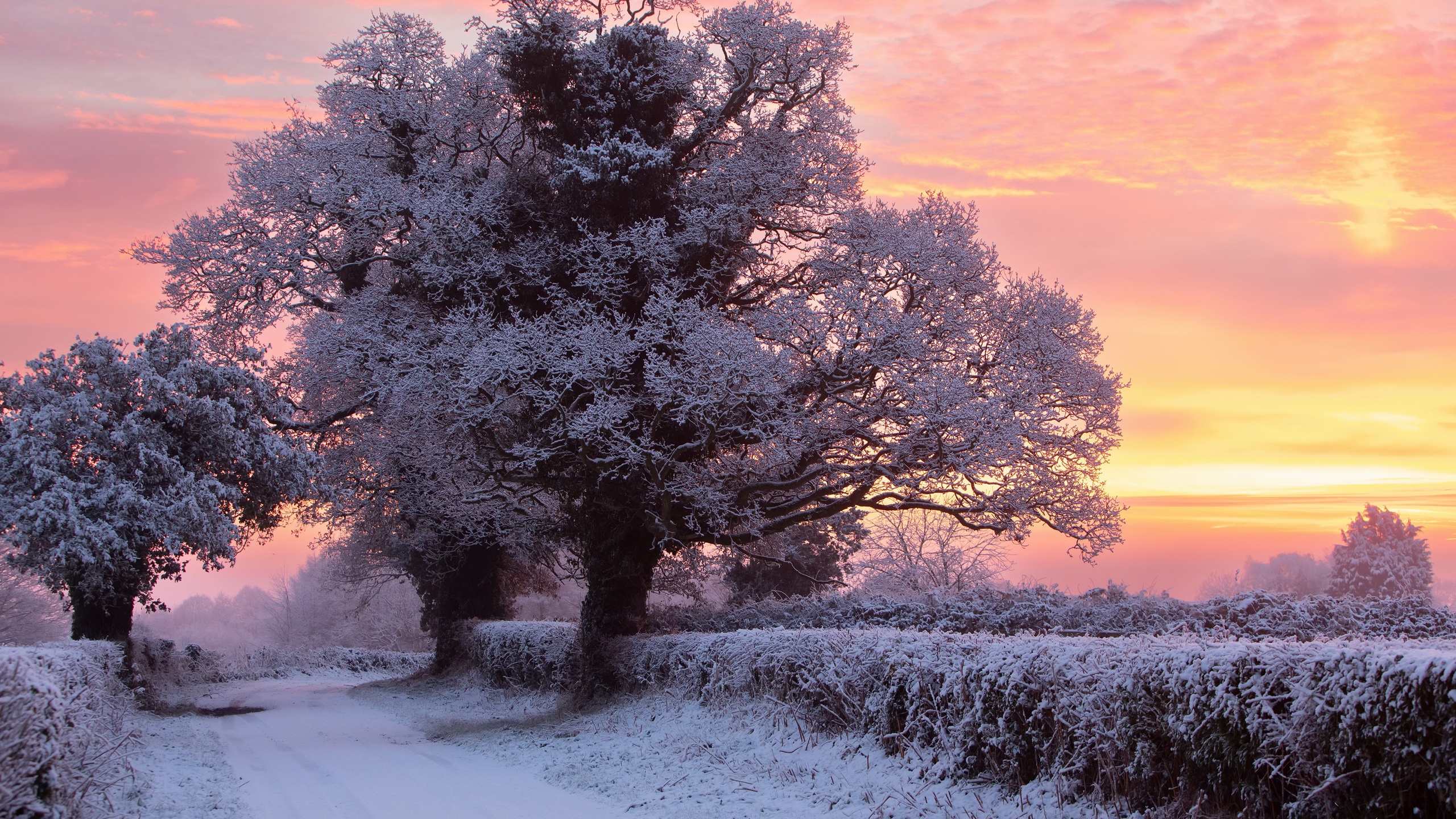 General 2560x1440 outdoors winter cold ice frost snow orange sky nature sunlight trees