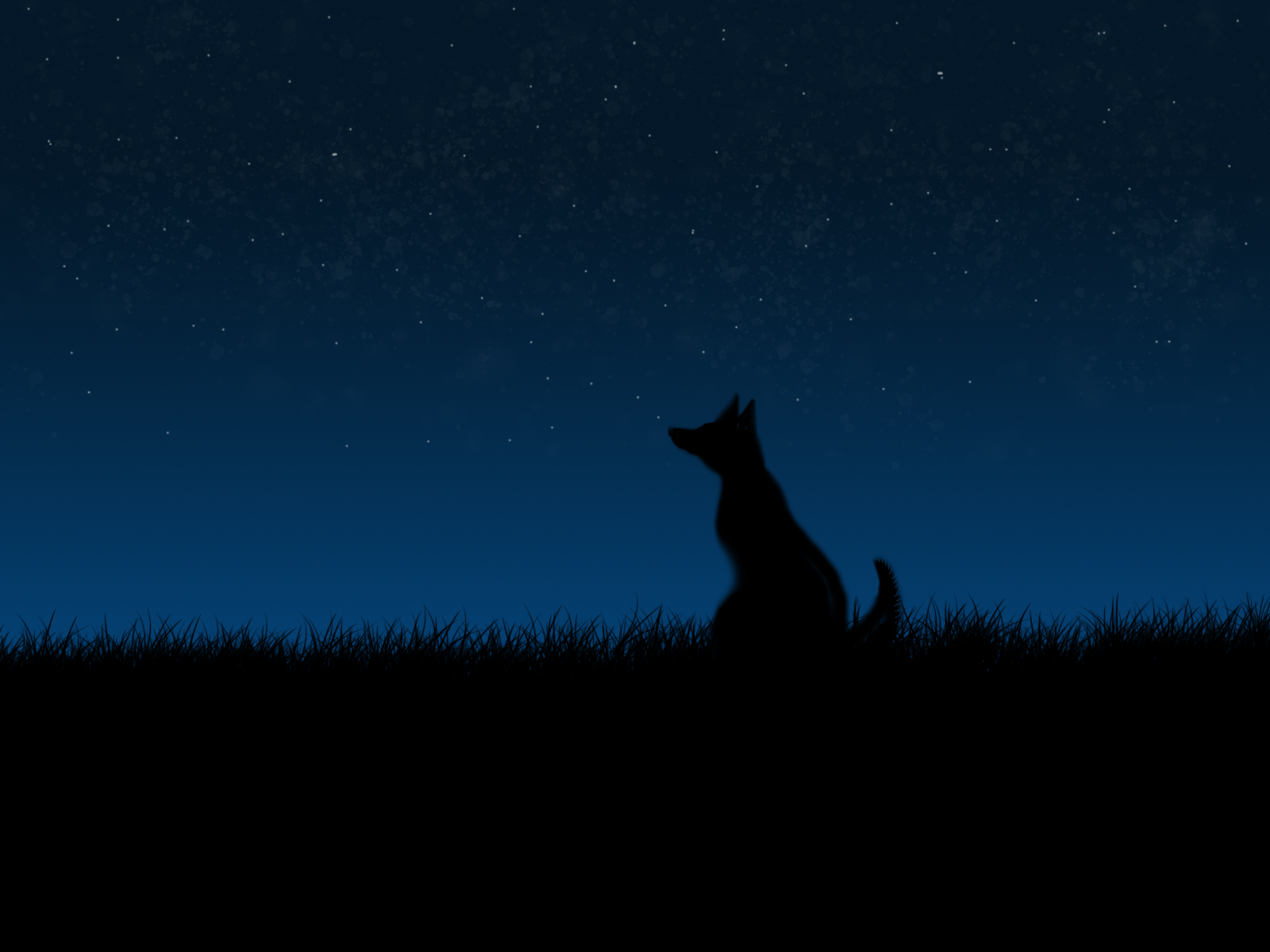 General 1600x1200 dog night stars minimalism