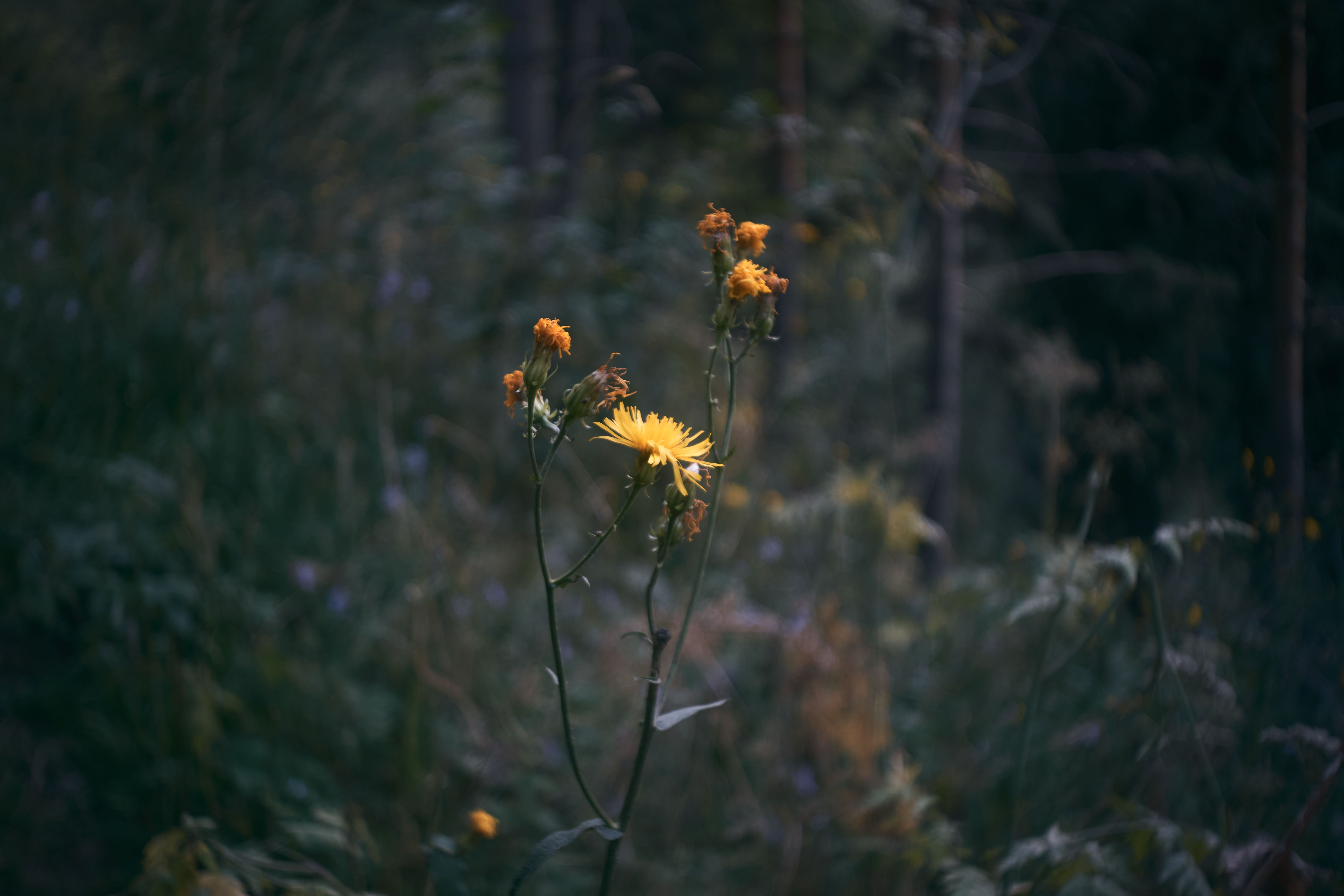 General 6000x4000 flowers yellow flower yellow flowers blurred bokeh leaves nature plants