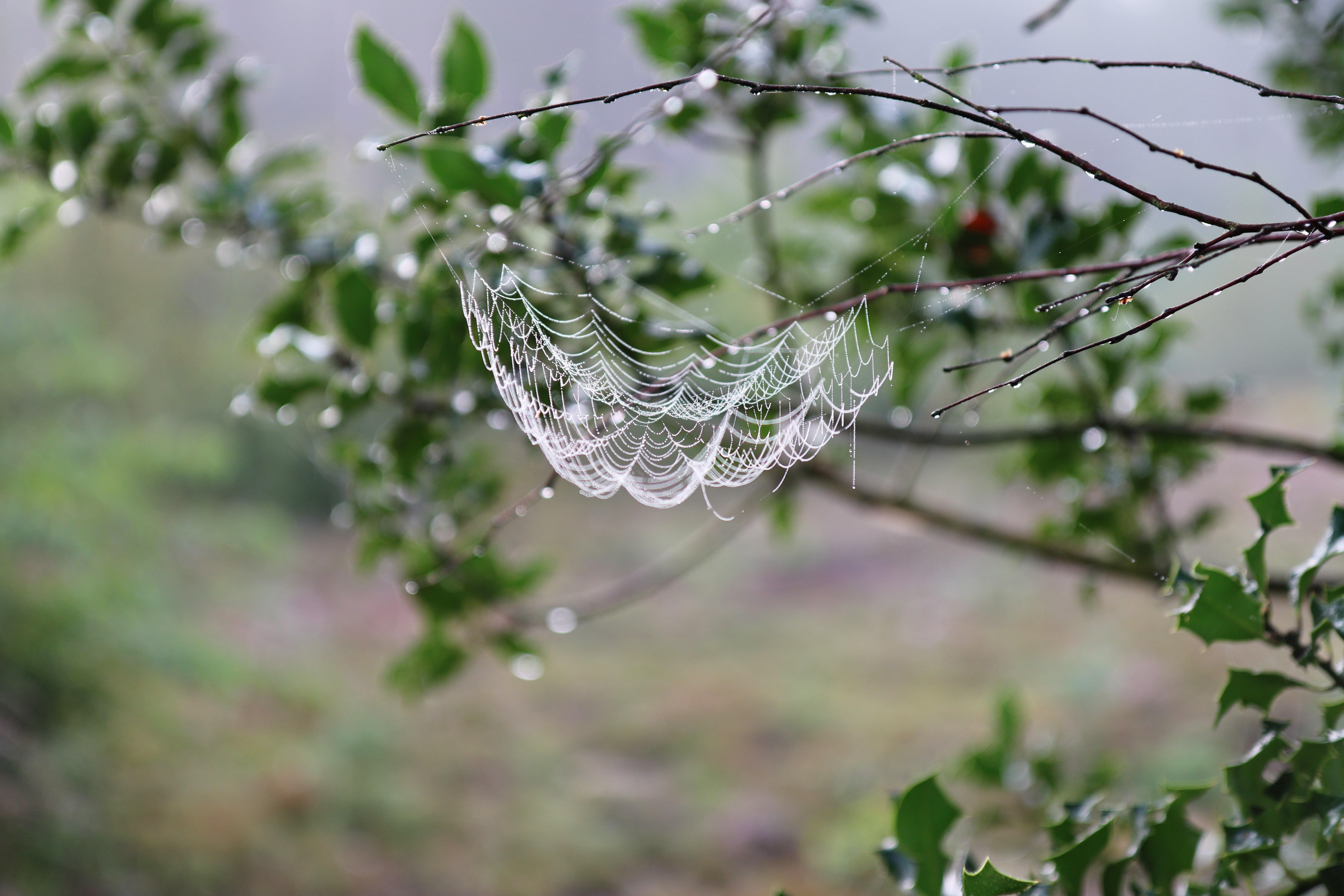 General 6960x4640 nature spiderwebs blurred blurry background branch leaves closeup macro