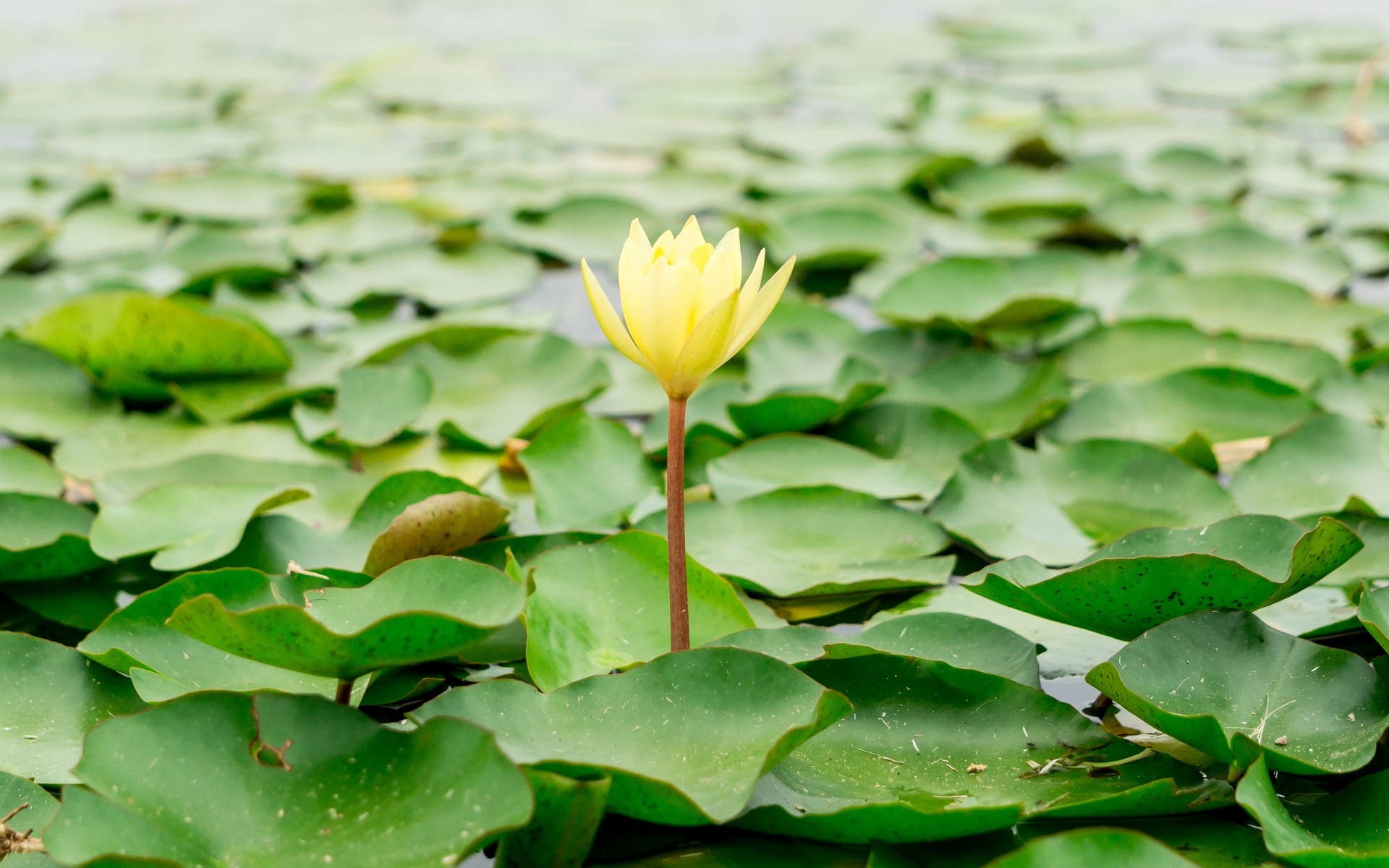 General 1920x1200 lotus flowers nature flowers green yellow water lilies plants outdoors closeup