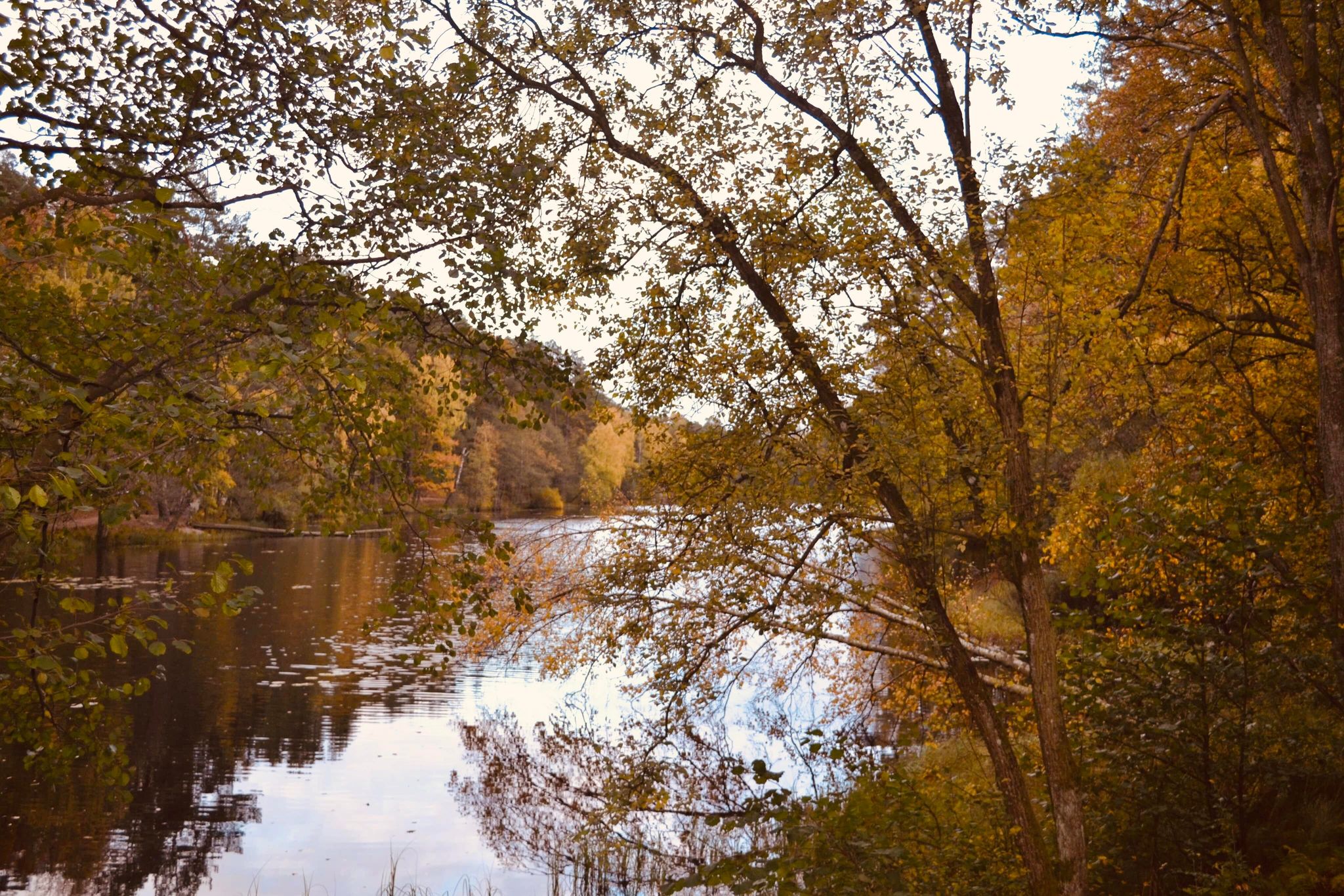 General 2048x1366 nature fall trees leaves river outdoors water