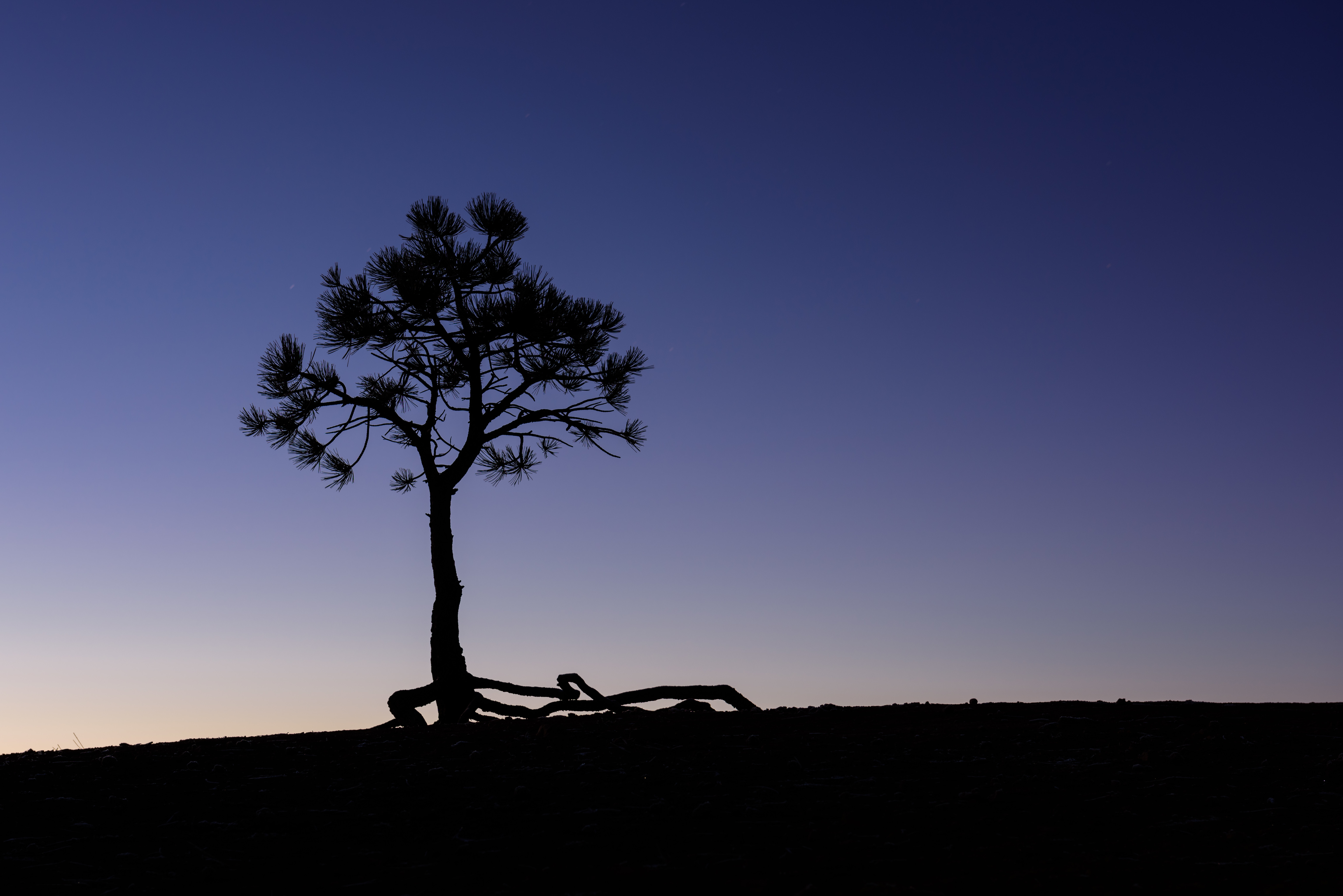 General 6144x4101 simple background dusk Bryce Canyon National Park silhouette photography pine trees minimalism