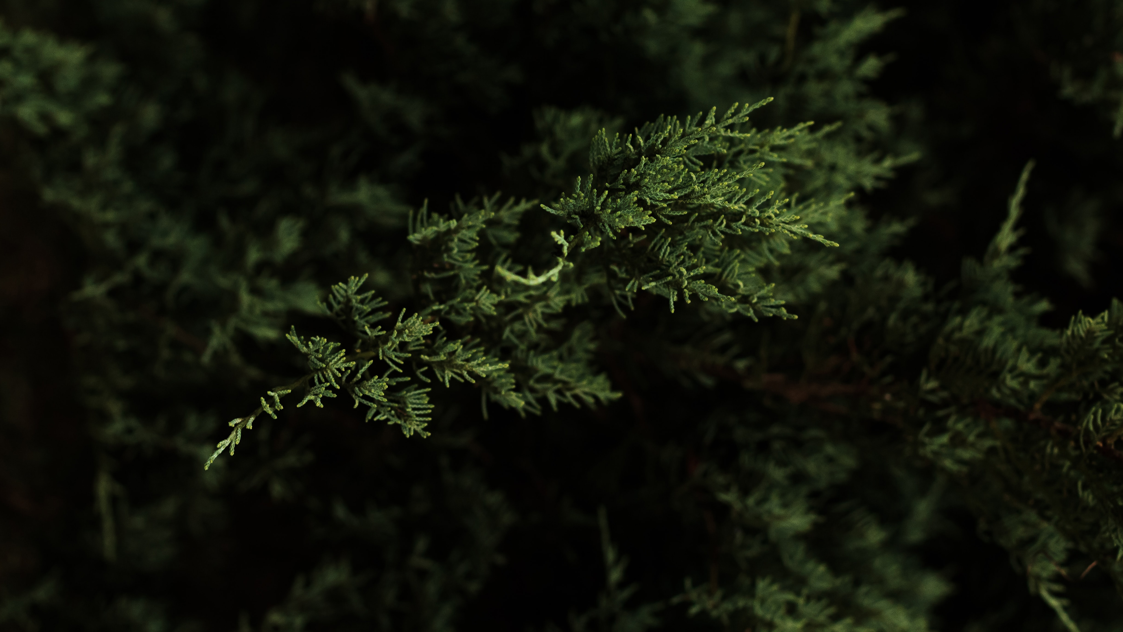 General 3840x2160 nature macro forest cypress