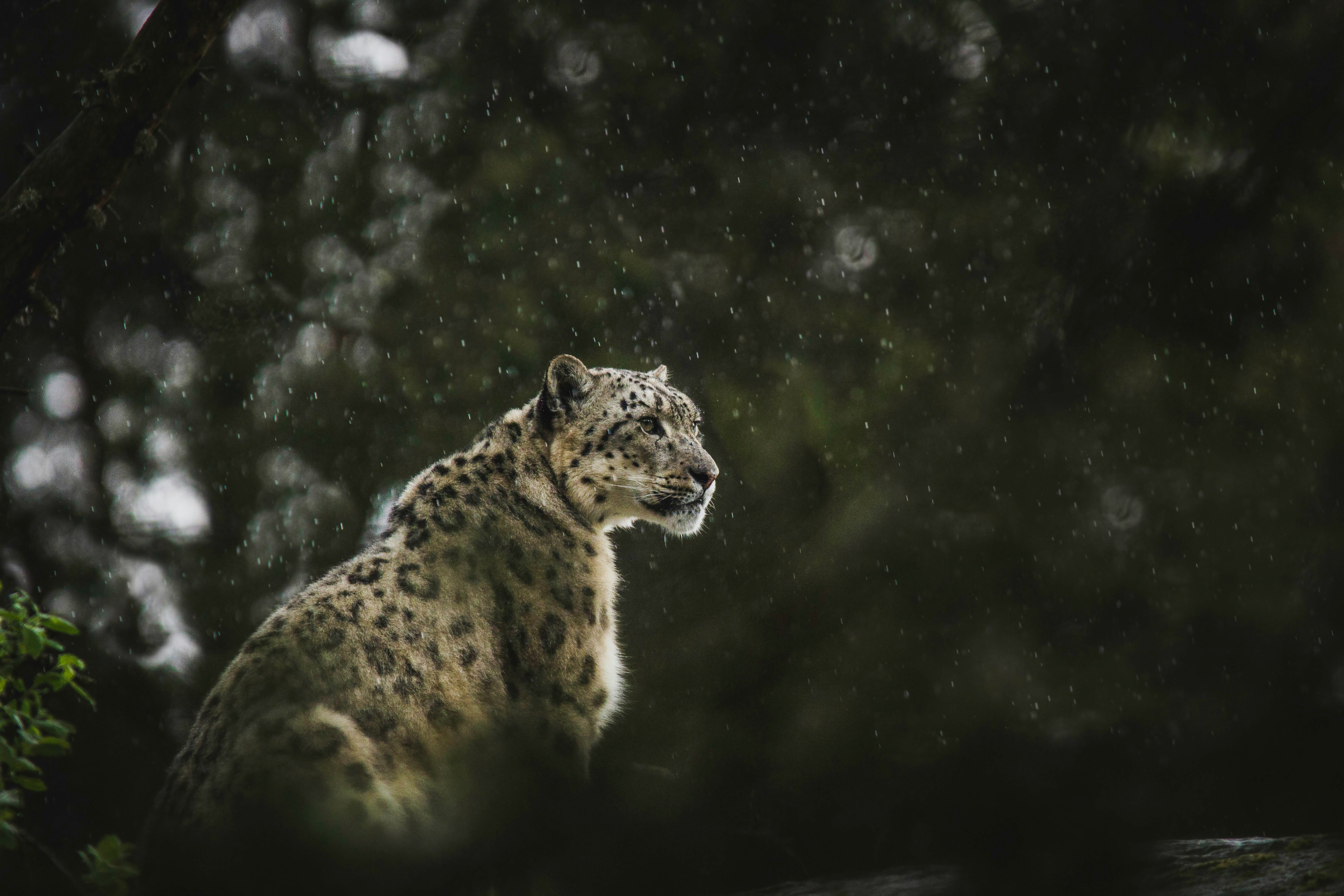 General 5184x3456 snow leopards wild cat forest animals nature feline mammals snow outdoors