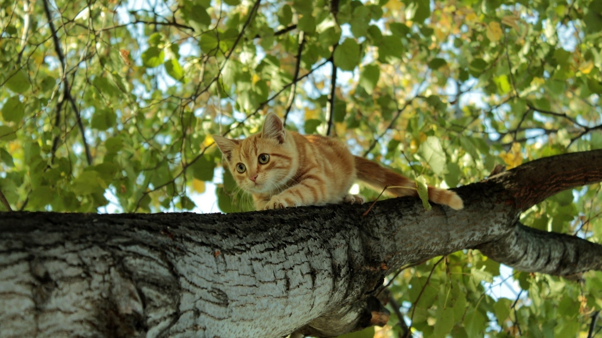 General 1920x1080 animals cats trees worm's eye view low-angle feline mammals climbing tree trunk outdoors nature leaves sunlight fur whiskers branch claws looking away