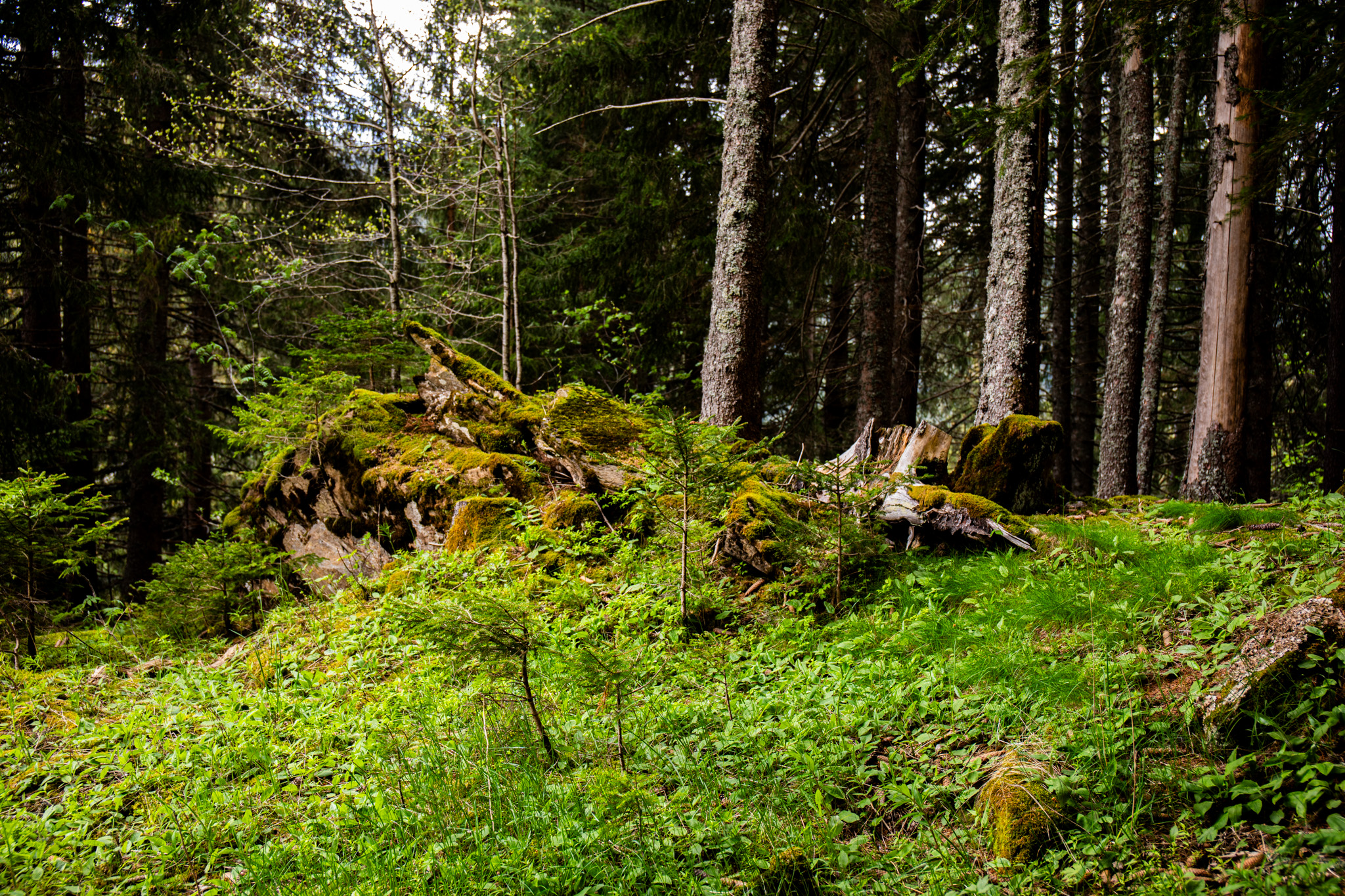 General 2048x1365 photography outdoors nature greenery plants trees forest moss grass leaves rocks boulder green