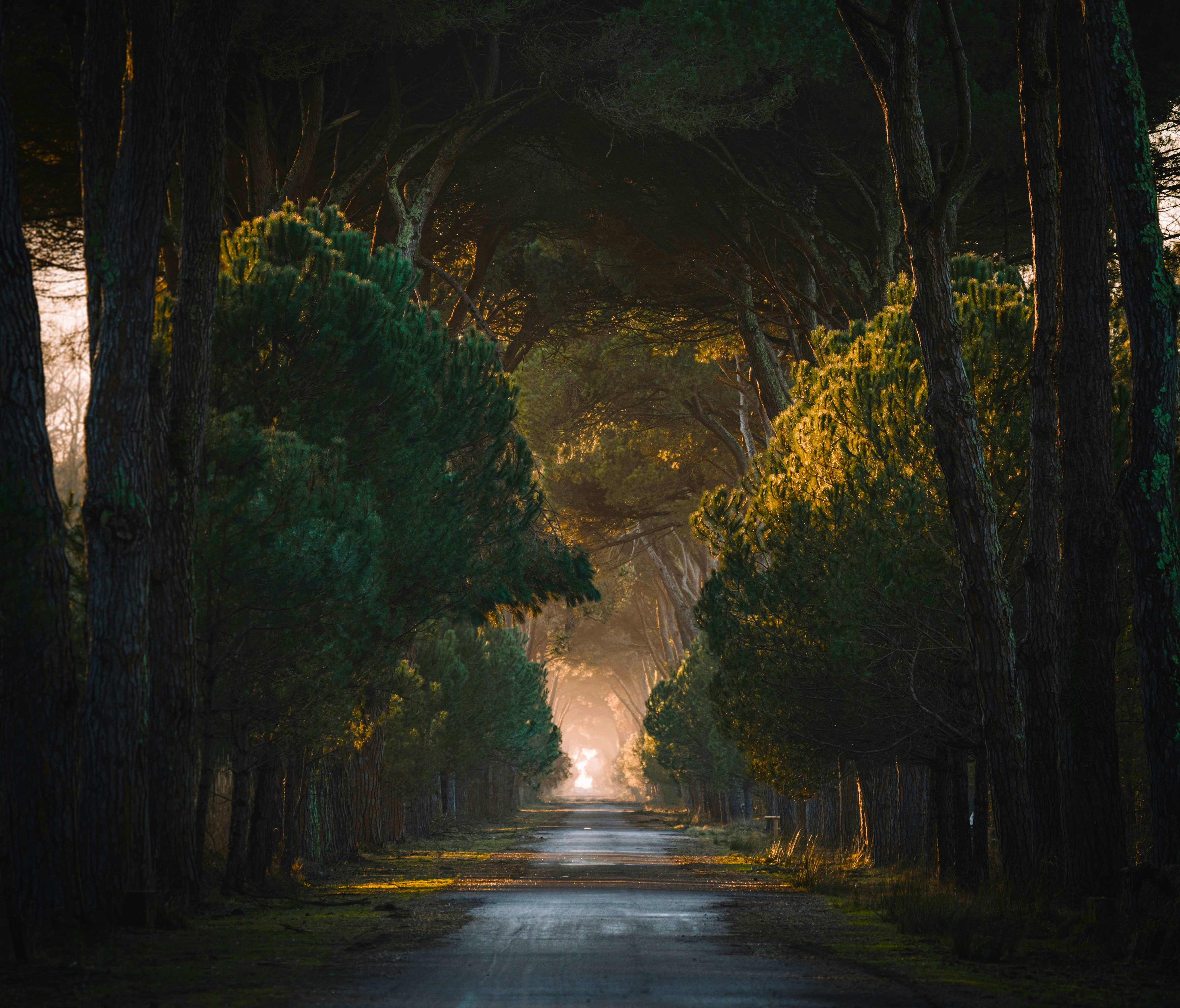 General 4681x4000 nature landscape trees branch road sunlight asphalt grass far view sunrise tunnel of trees Italy