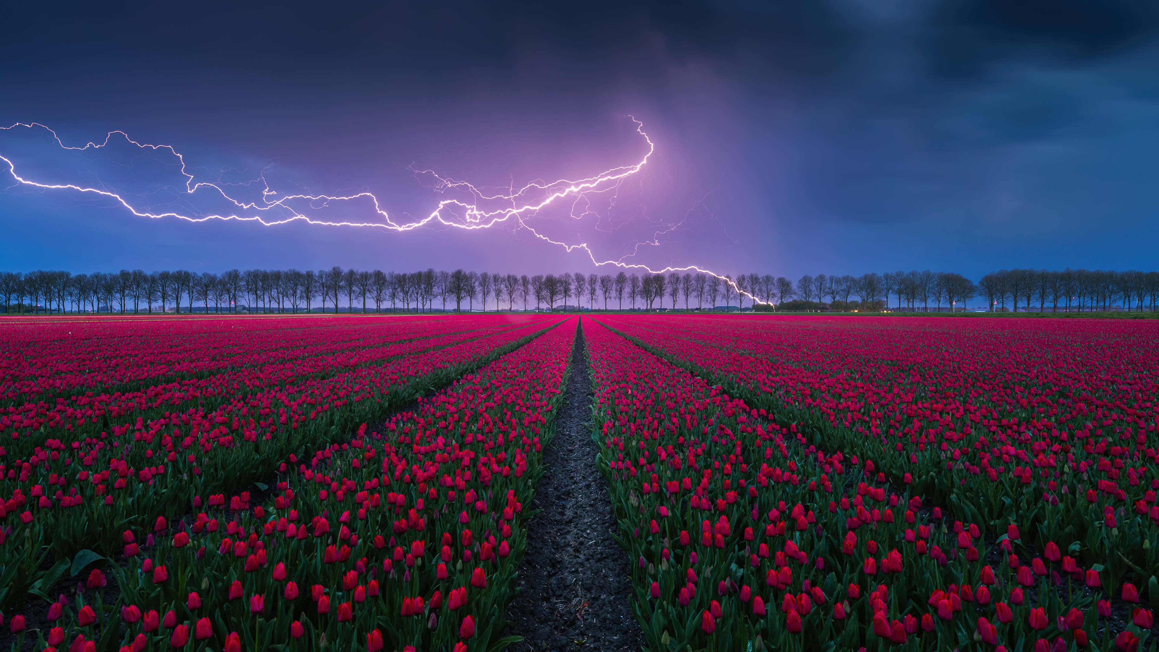 General 3840x2160 landscape photography nature field tulips lightning storm clouds sky tulips farm 4K