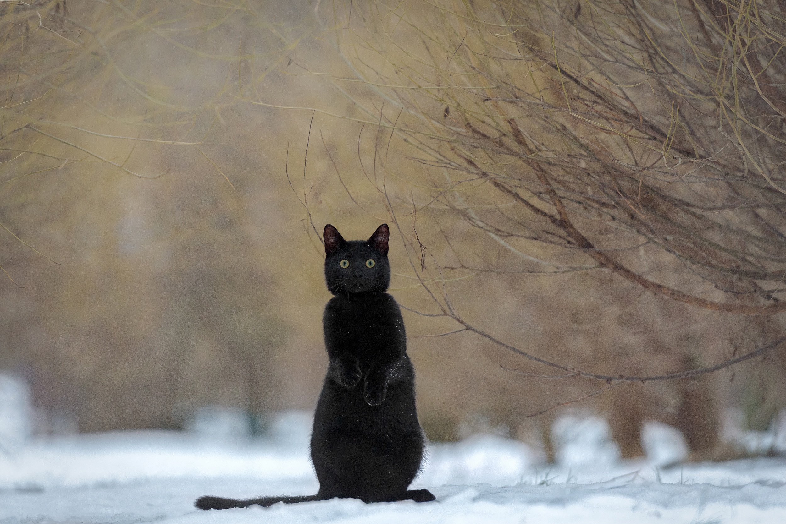 General 2500x1668 animals cats mammals outdoors black cats snow winter nature feline