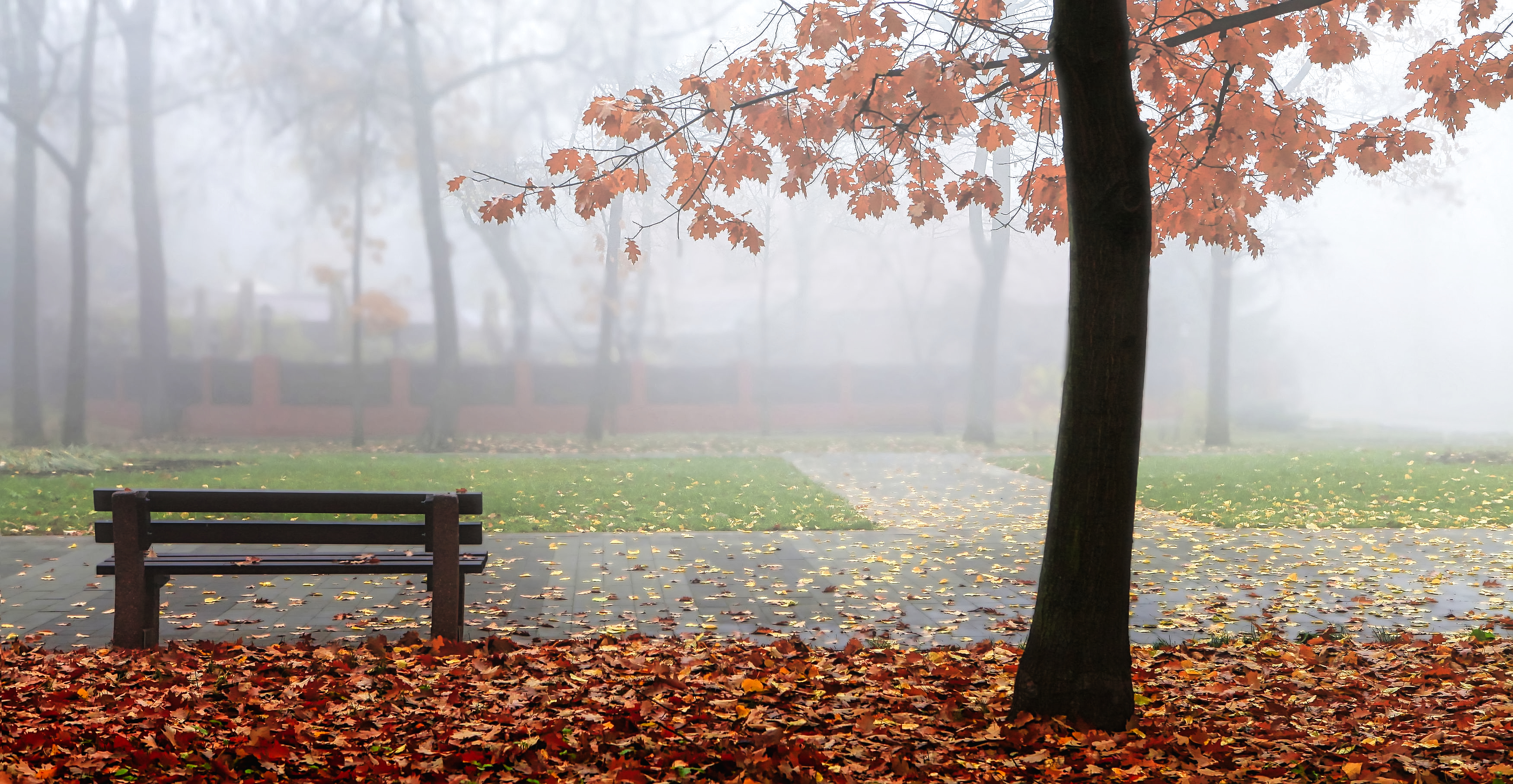 General 3500x1815 Milokost Alexey bench trees leaves fall mist path urban nature outdoors photography