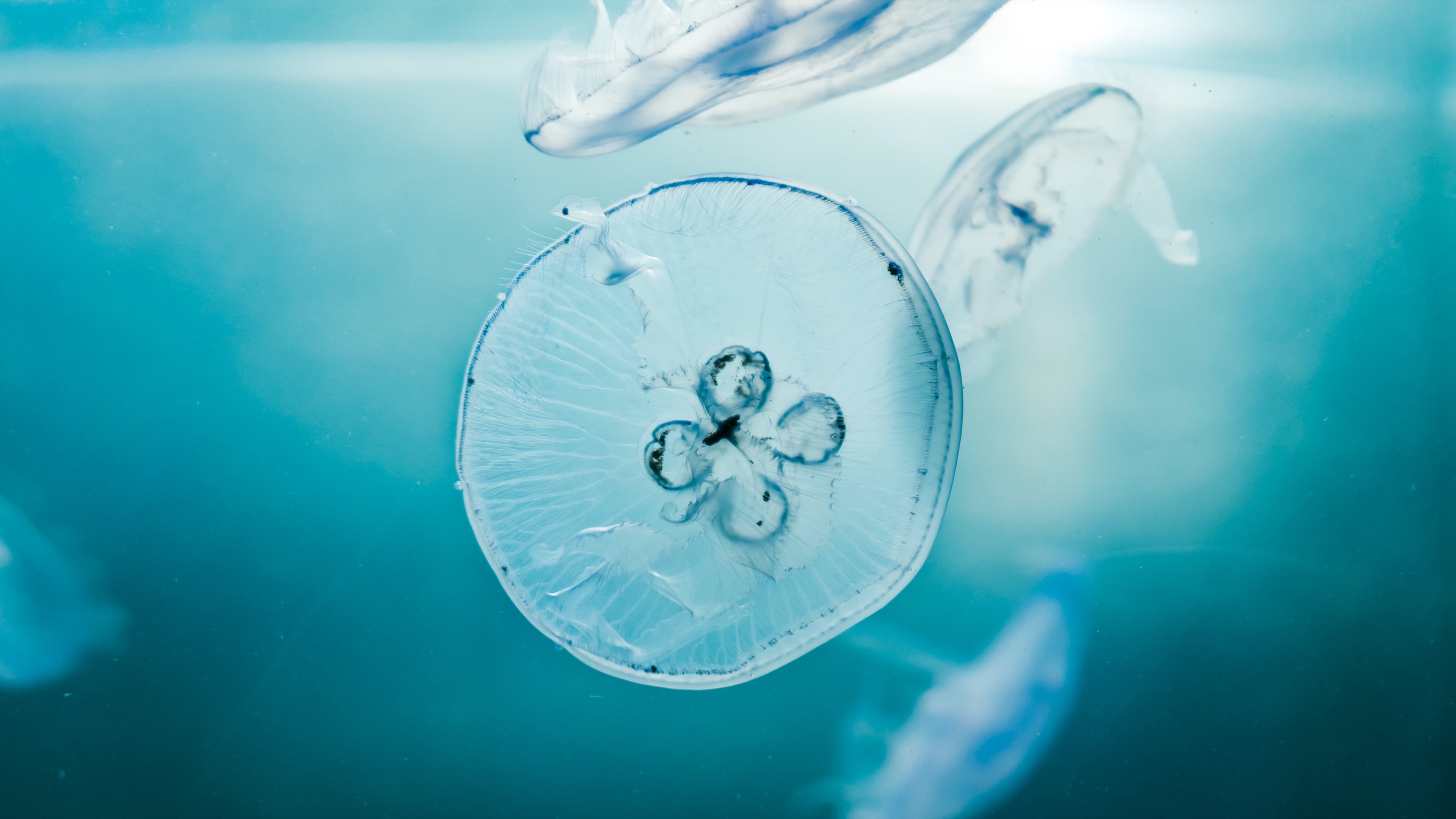 General 3840x2160 underwater sea jellyfish cyan closeup