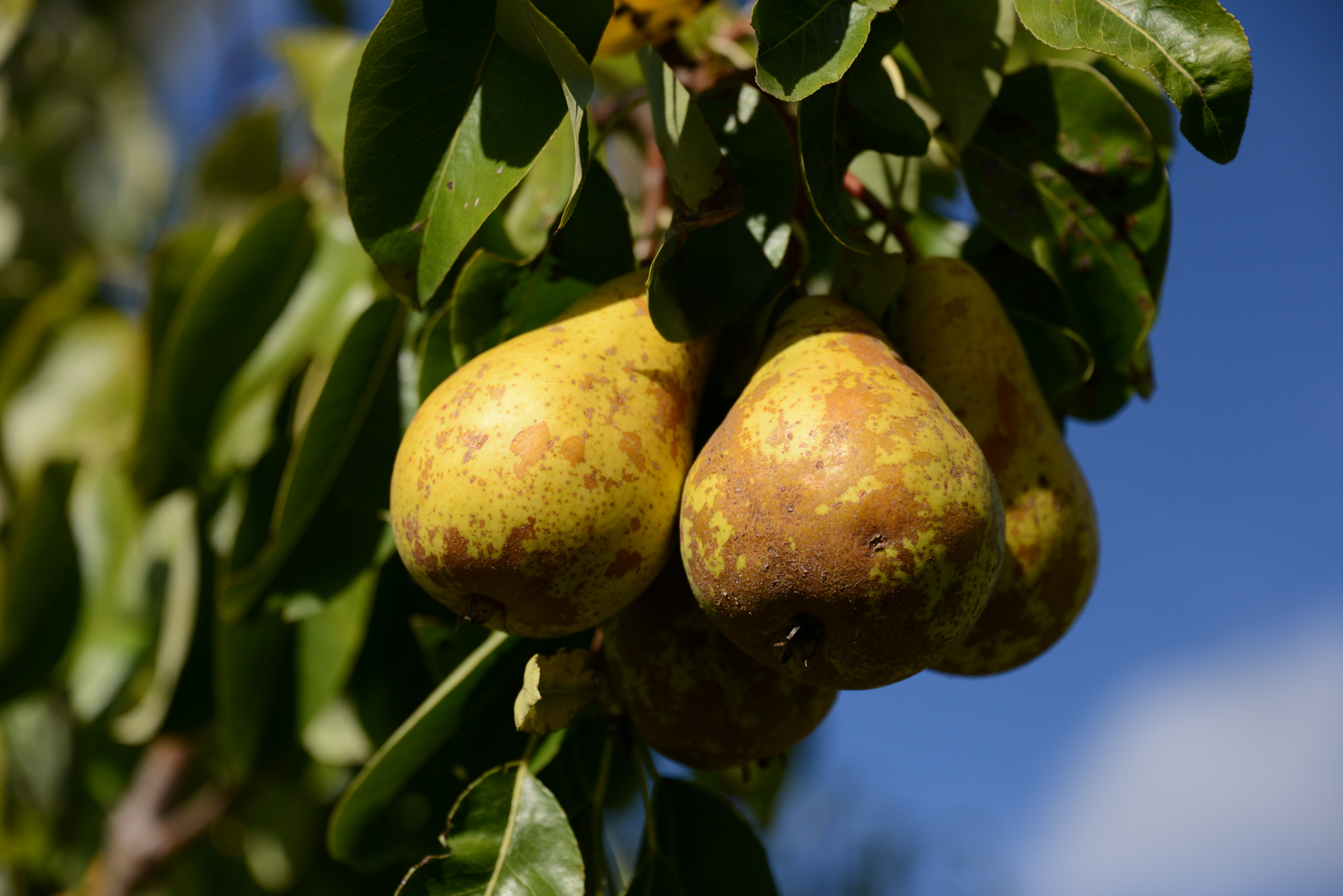 General 7360x4912 prickly pears pears Pear tree closeup