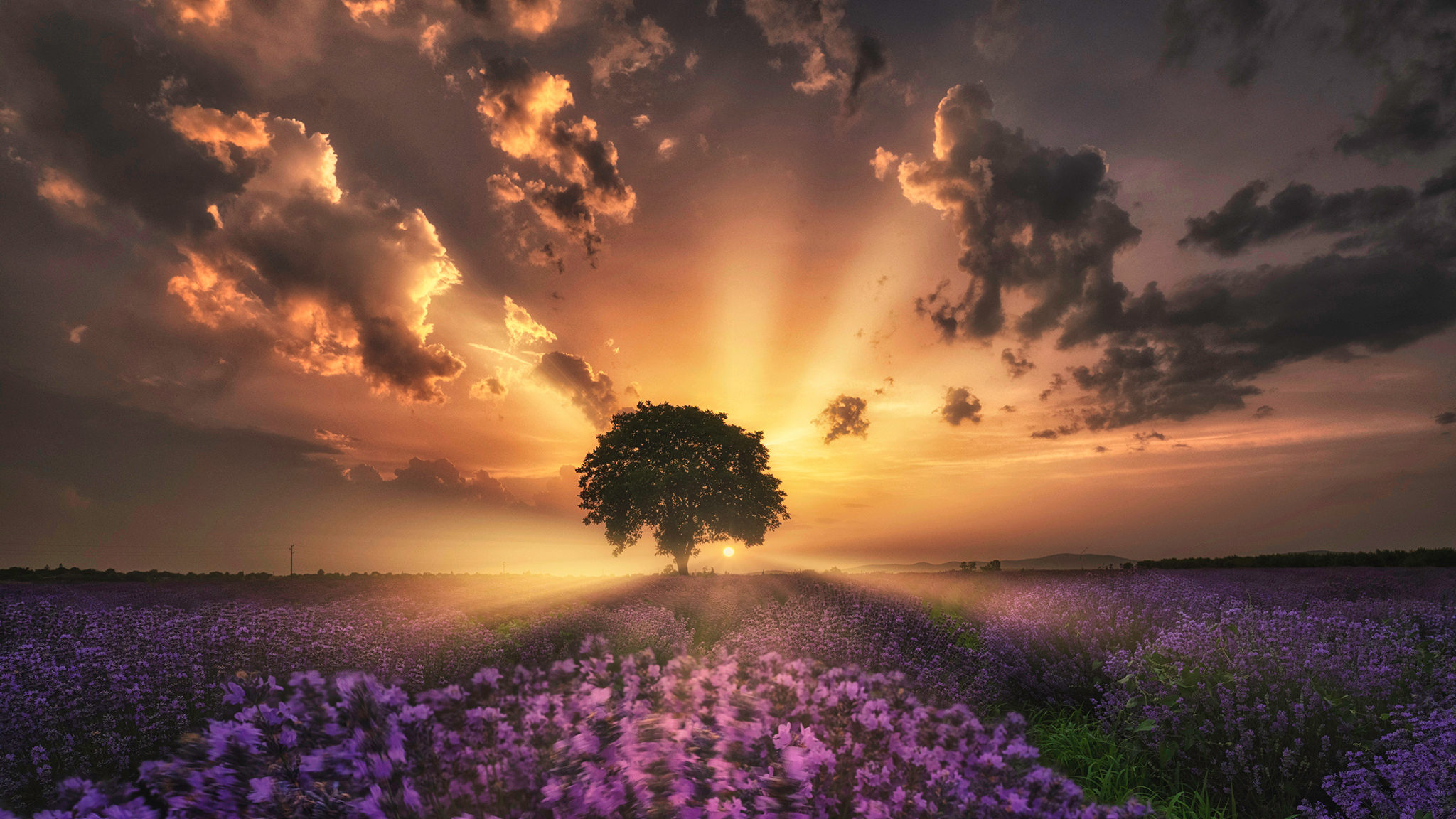 General 2048x1152 trees flowers plants nature sunset clouds landscape photography outdoors
