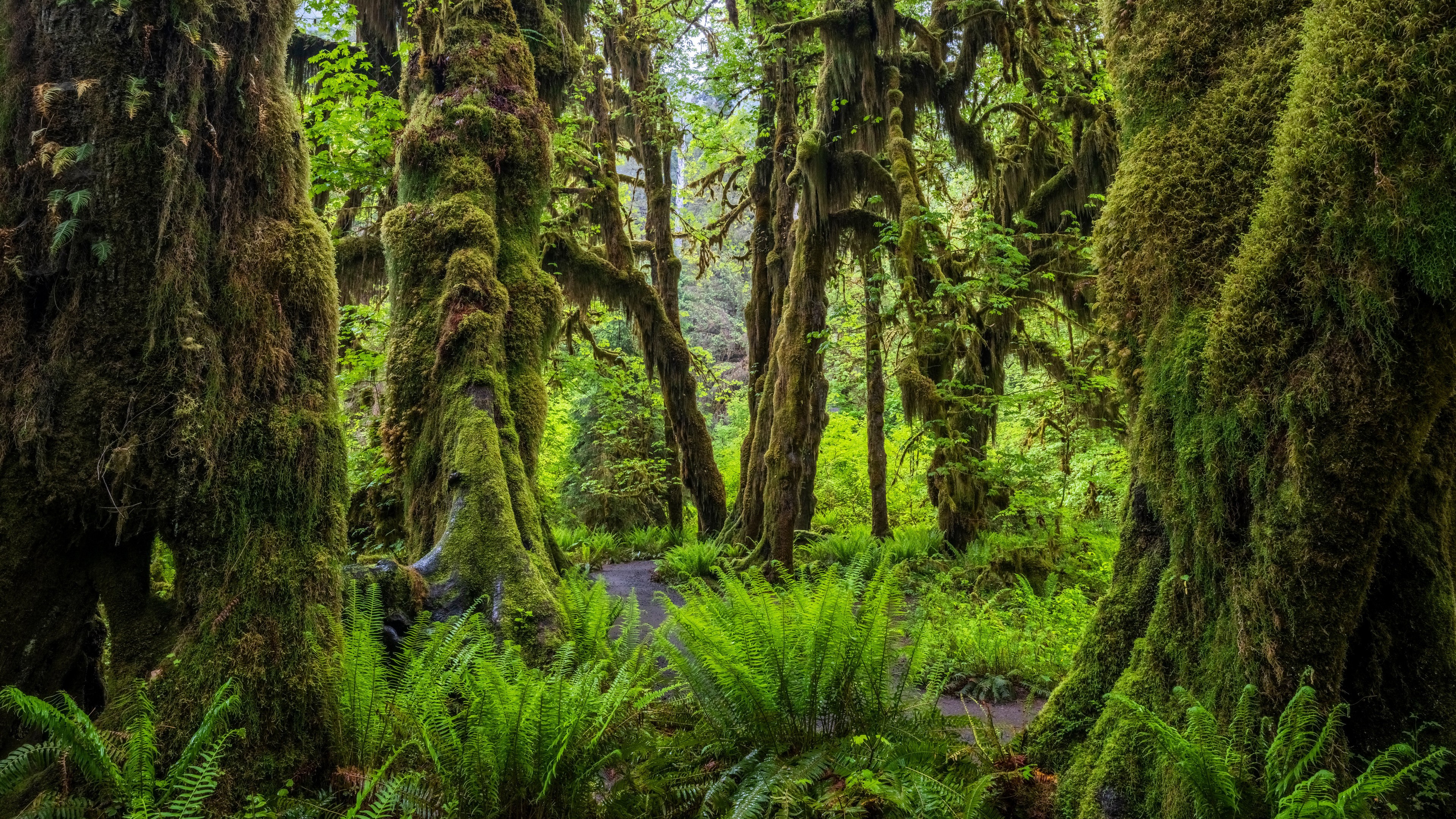 General 3840x2160 Olympic National Park USA Washington (state) nature forest trees moss plants