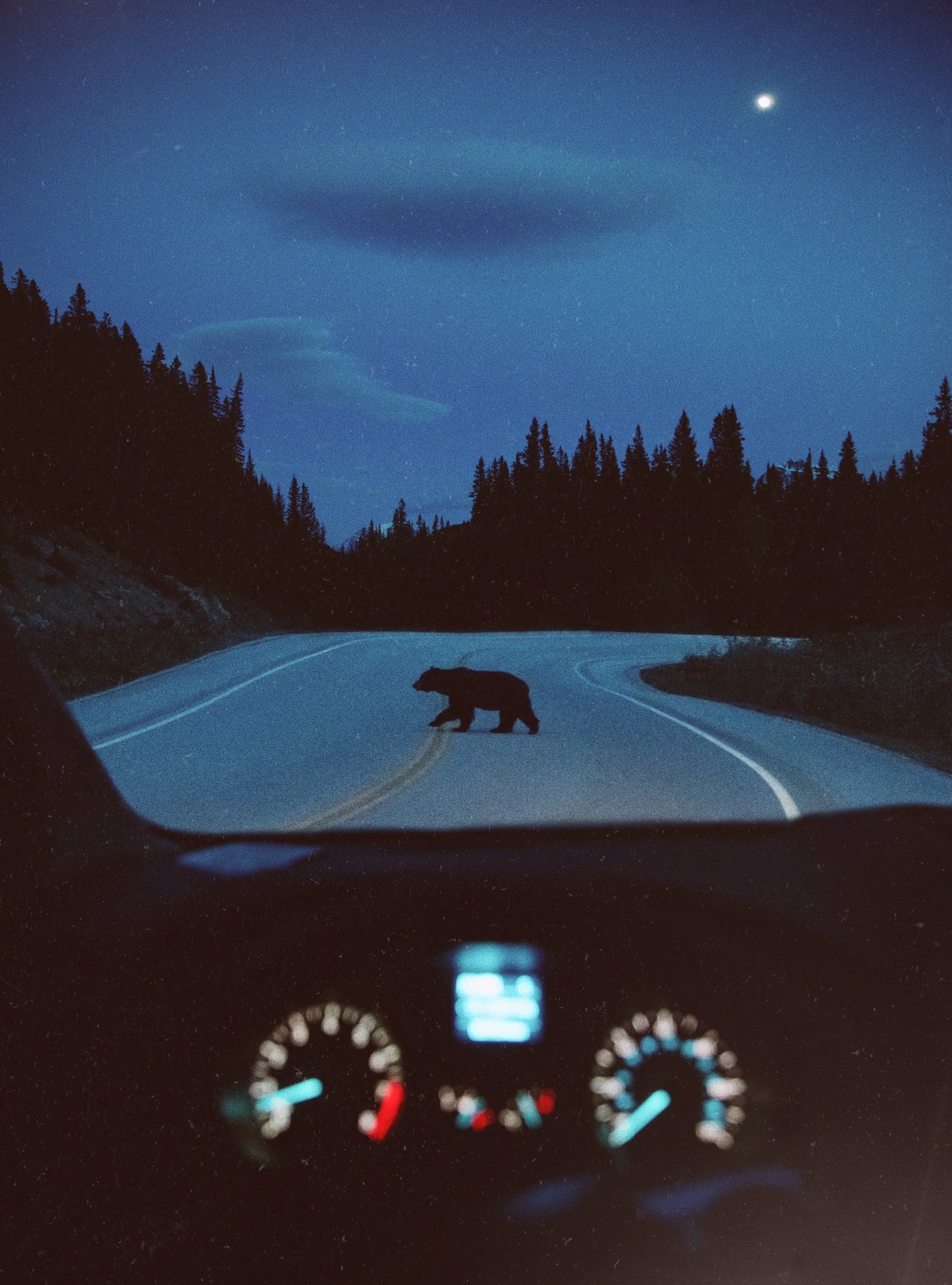 General 1518x2048 bears road forest night car interior driving portrait display Moon