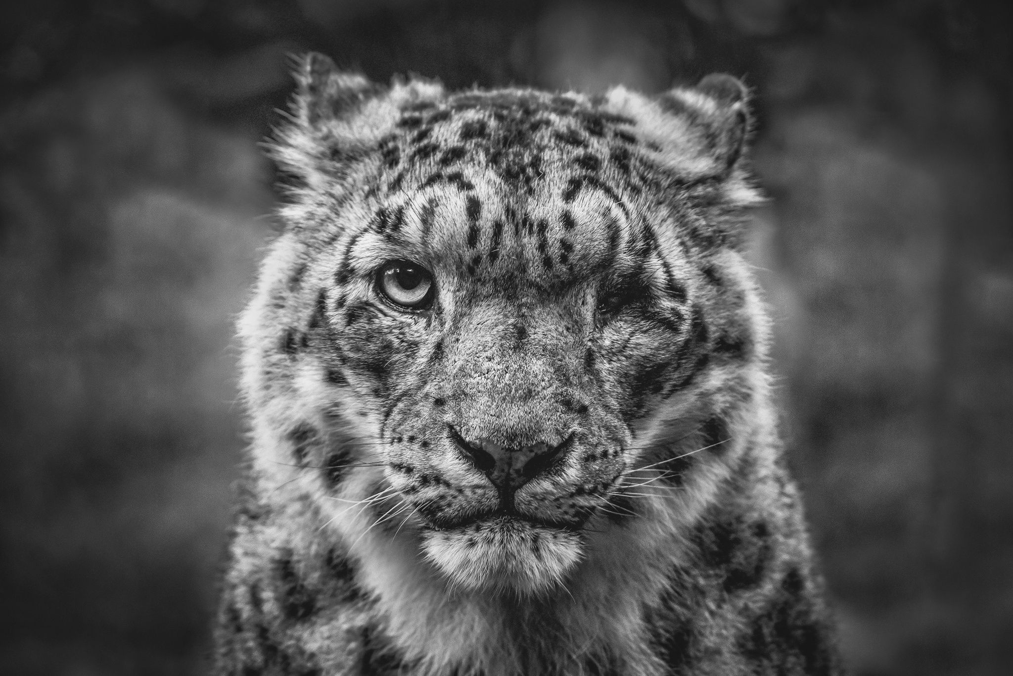 General 2048x1366 snow leopards animals mammals big cats feline nature monochrome