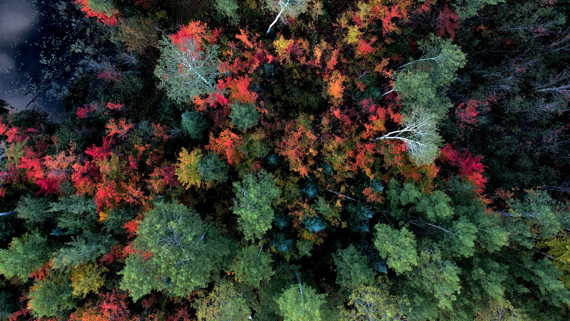 General 1920x1080 aerial view trees forest landscape nature fall branch colorful