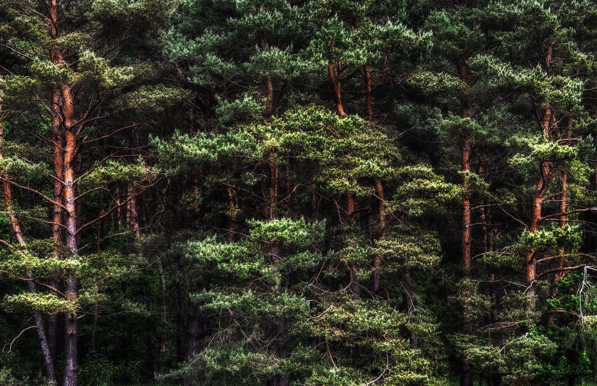 General 2048x1323 plants trees outdoors HDR forest pine trees nature