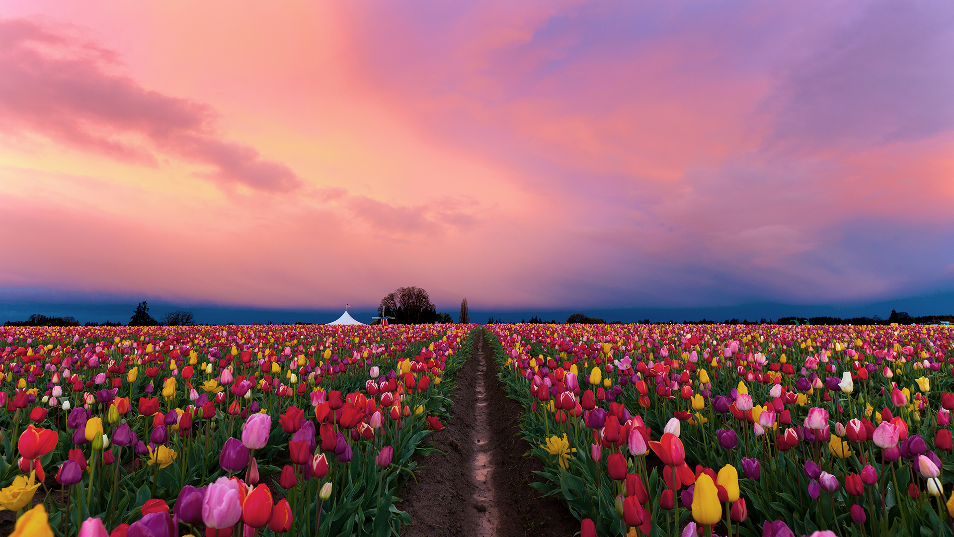 General 1920x1080 nature landscape flowers tent clouds sky field farm red flowers pink flowers yellow flowers trees Oregon USA