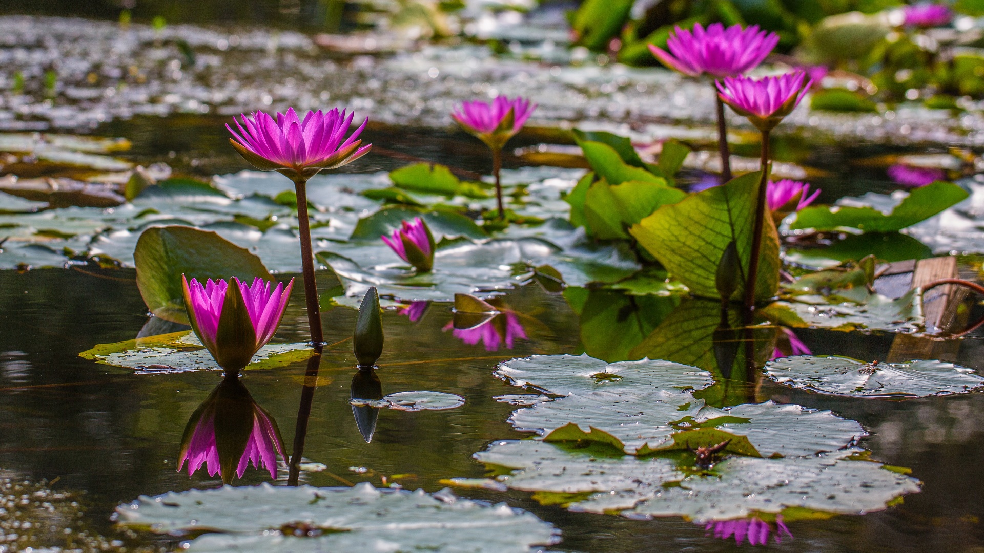General 1920x1080 water nature flowers plants