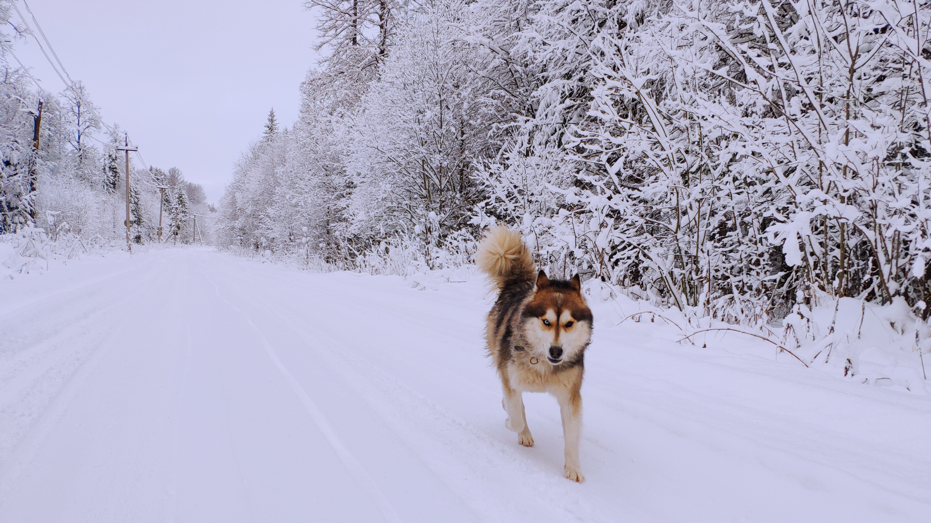 General 1920x1080 dog Siberian Husky  winter snow road trees forest animals heterochromia eyes nature white